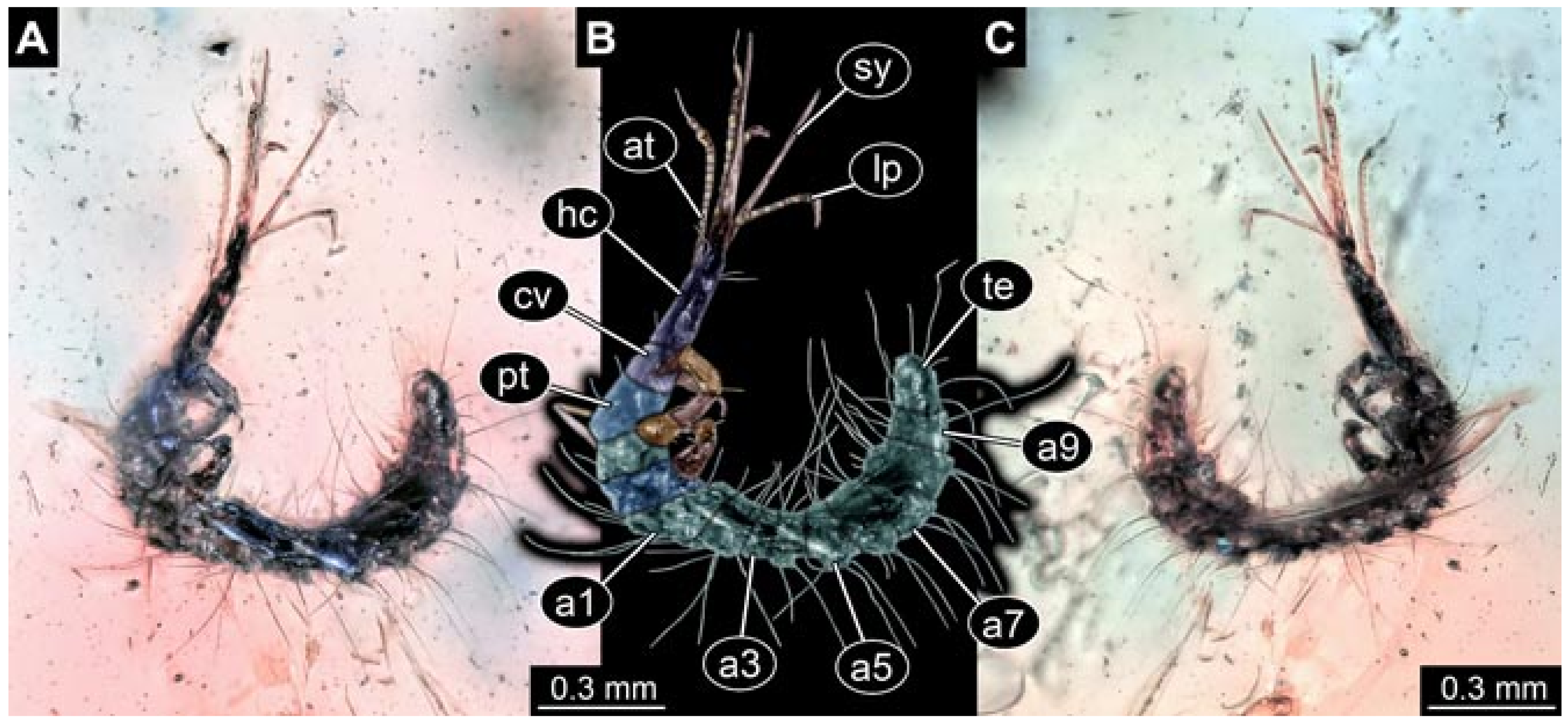 Insects 12 00860 g031