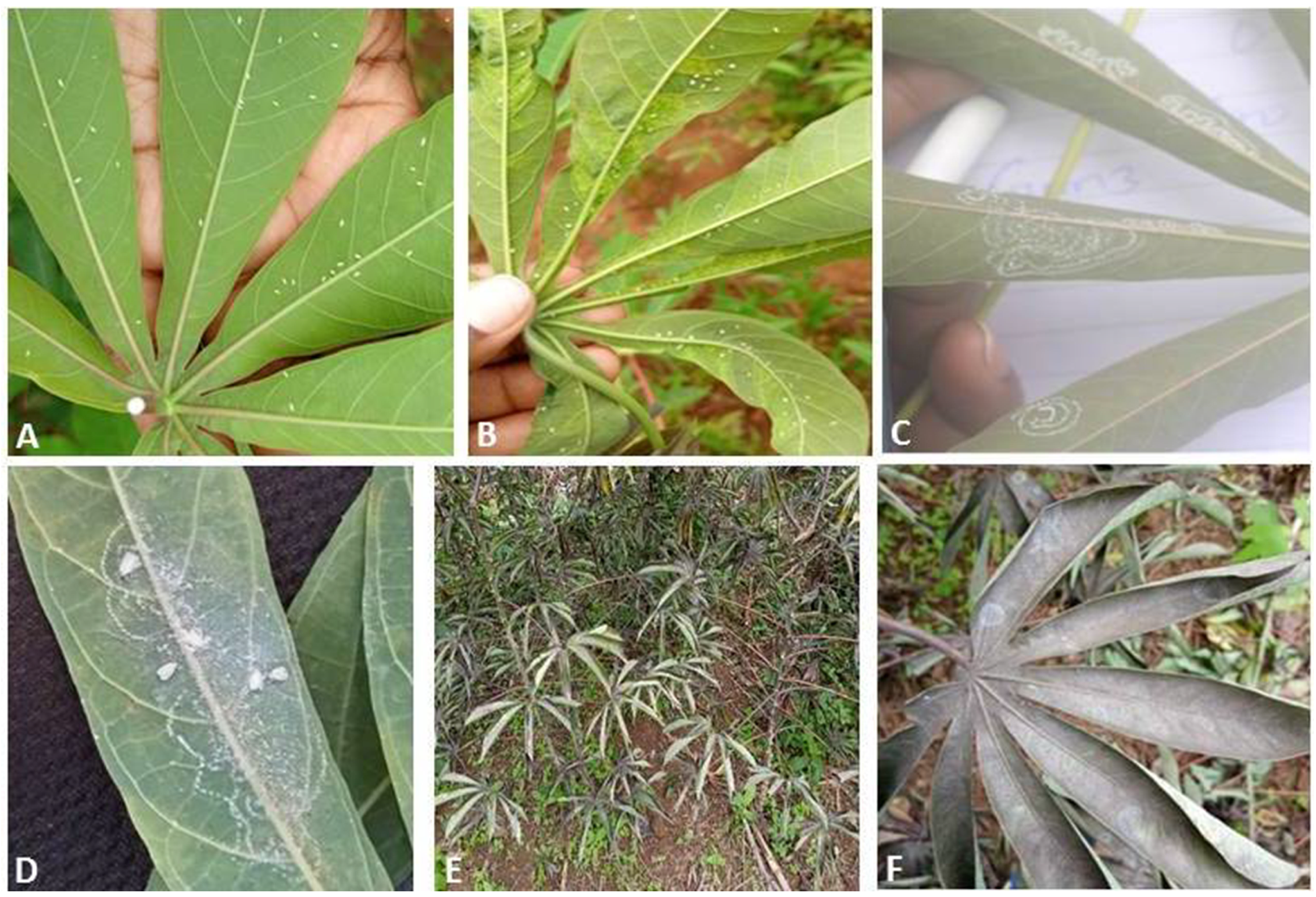 Insects 12 00875 g002