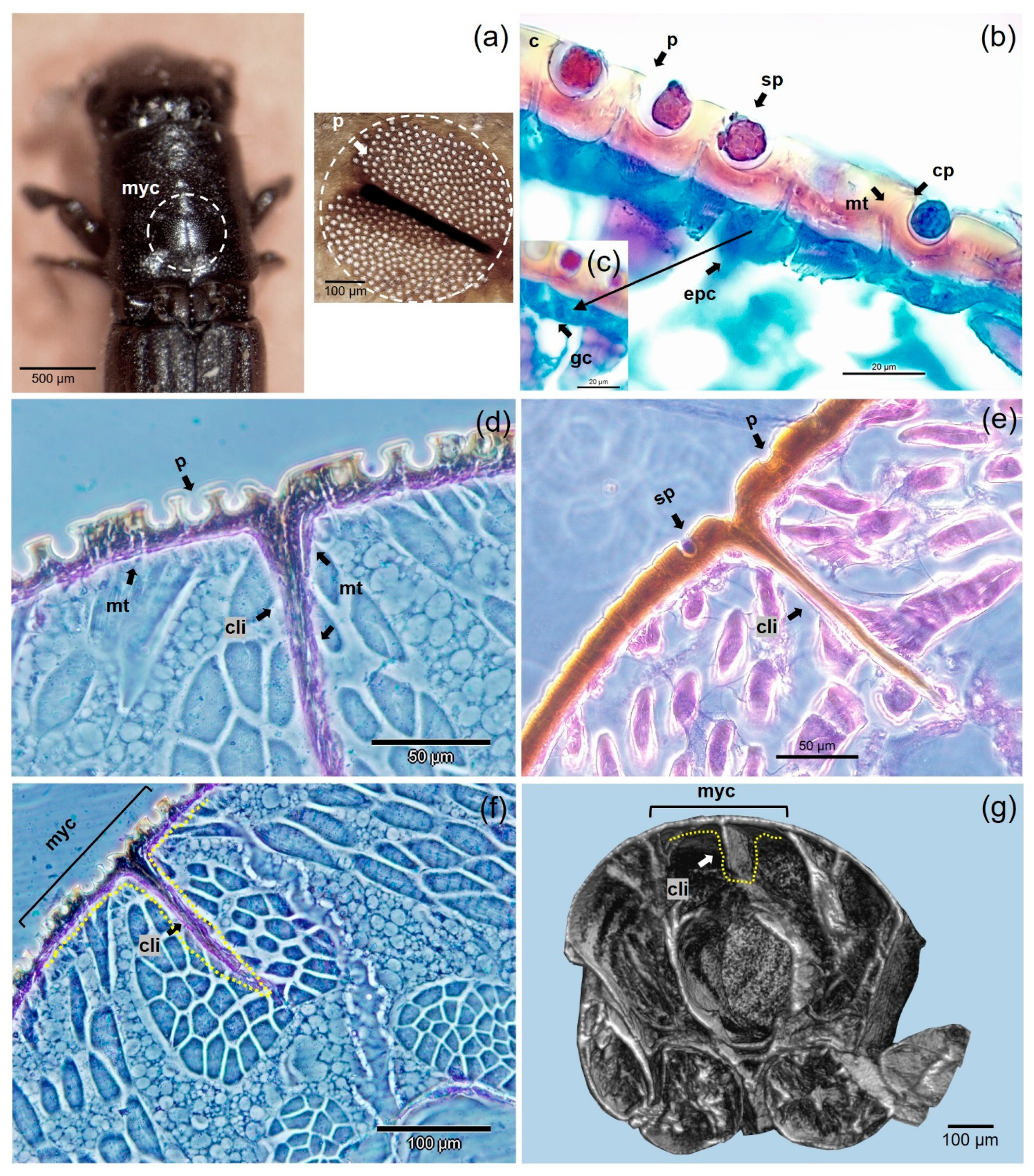 Insects 12 00881 g005 Insects 12 00881 g005