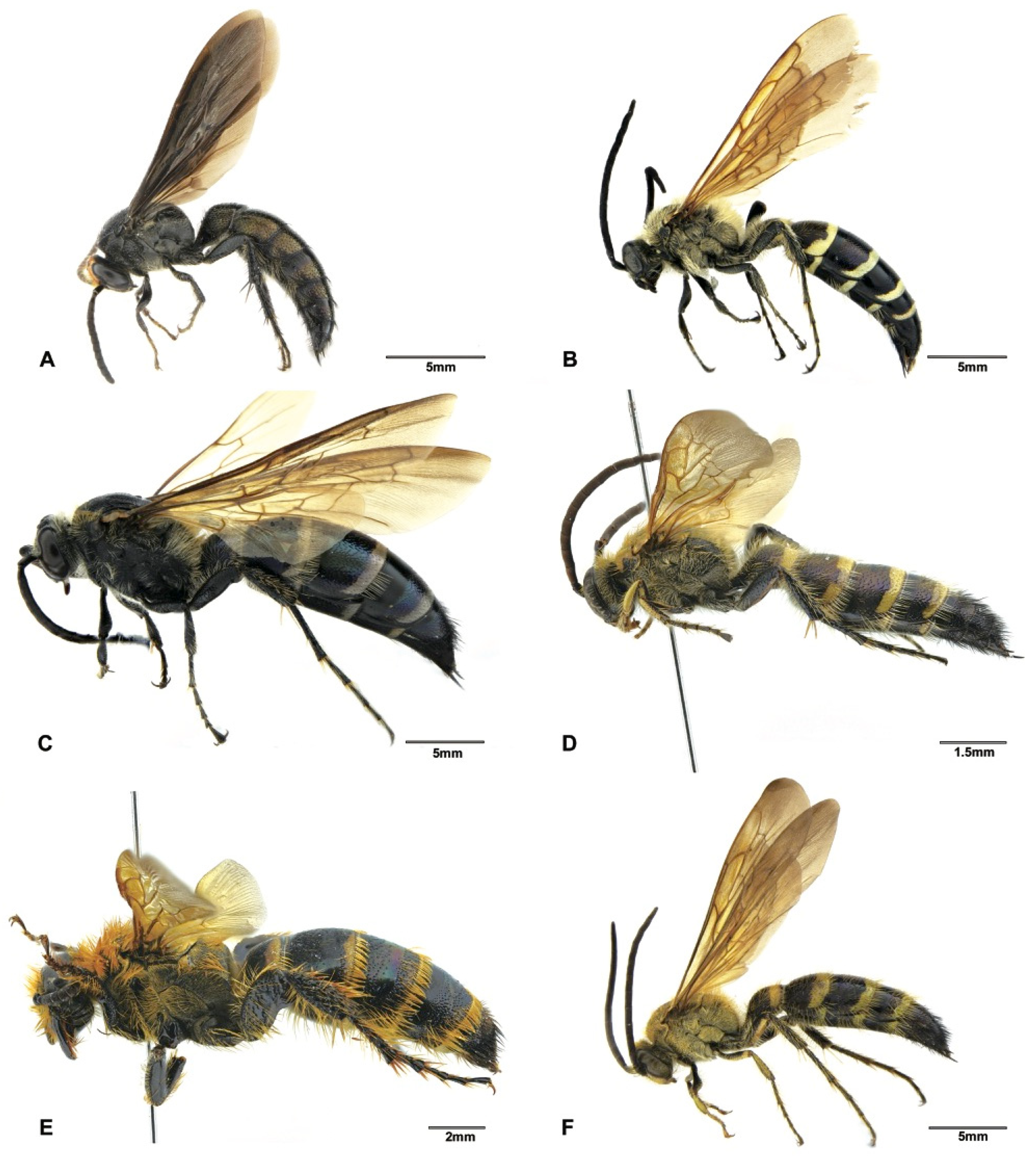 Insects 12 00892 g005