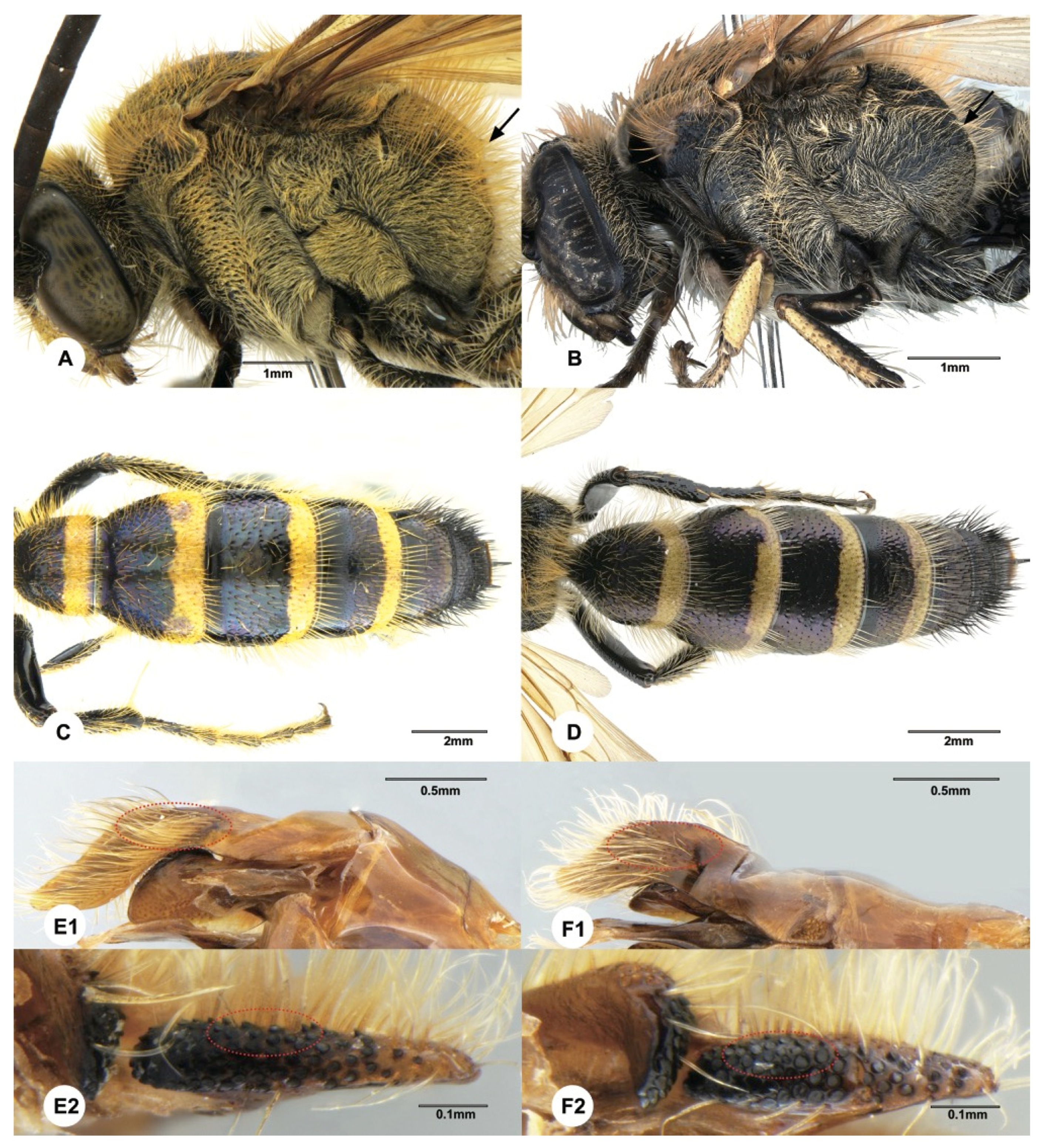 Insects 12 00892 g008