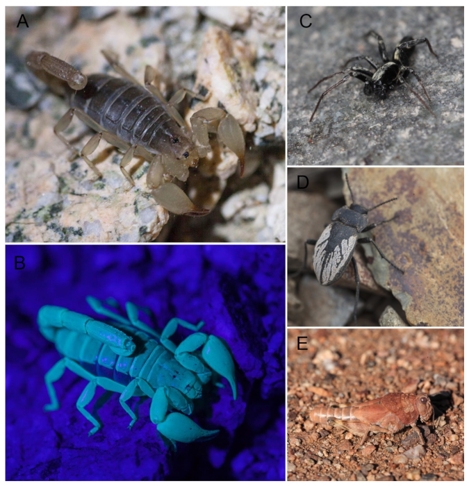 Insects 12 00916 g005 Insects 12 00916 g005