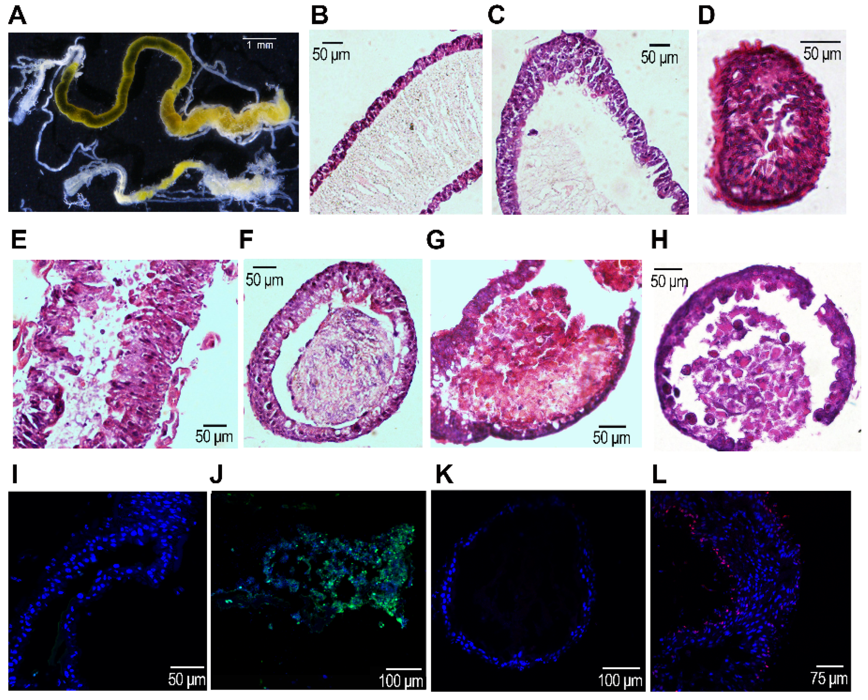 Insects 12 00935 g003