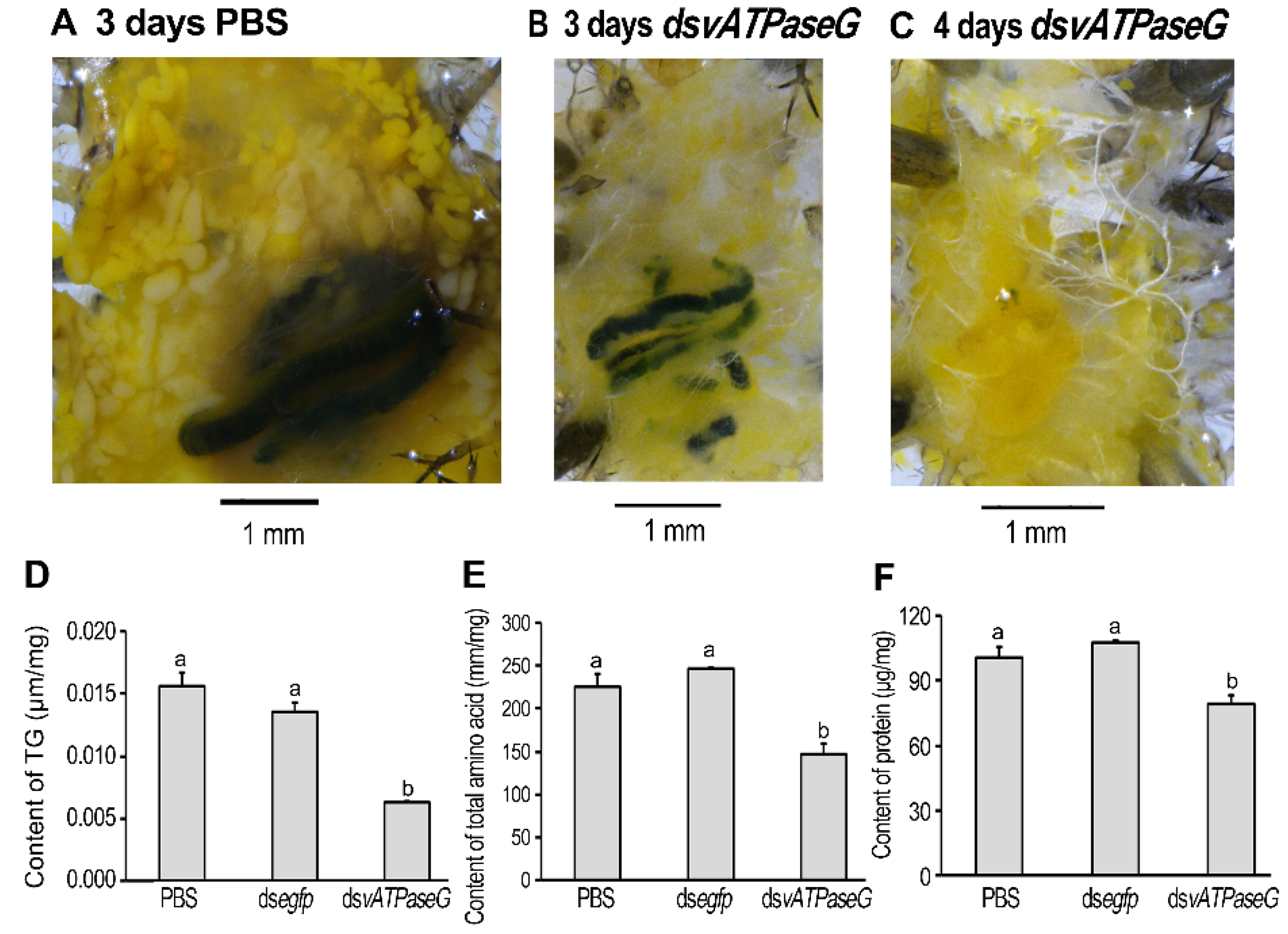 Insects 12 00935 g006