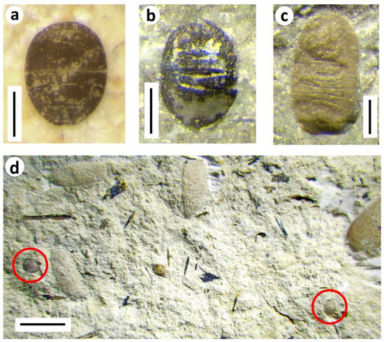 Lance fm egg shell ID - Fossil ID - The Fossil Forum