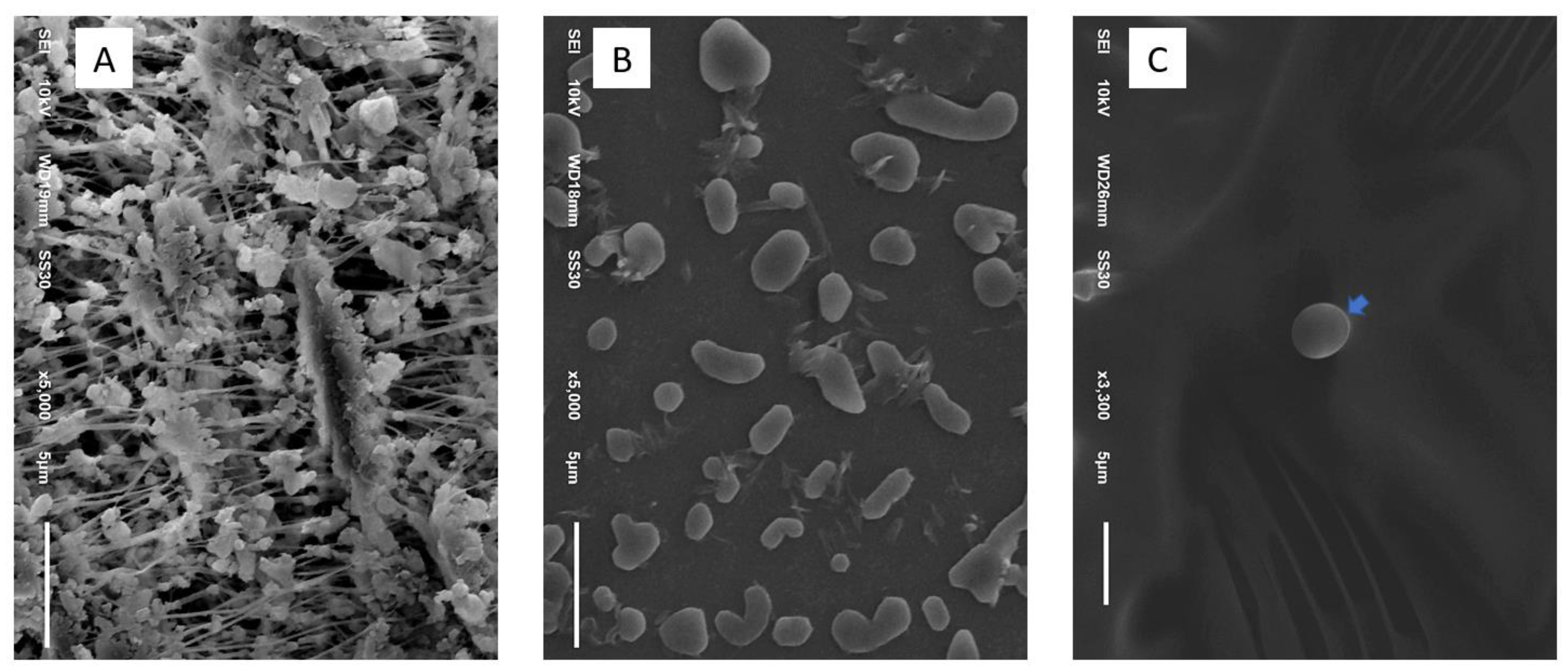 Insects 12 00948 g003