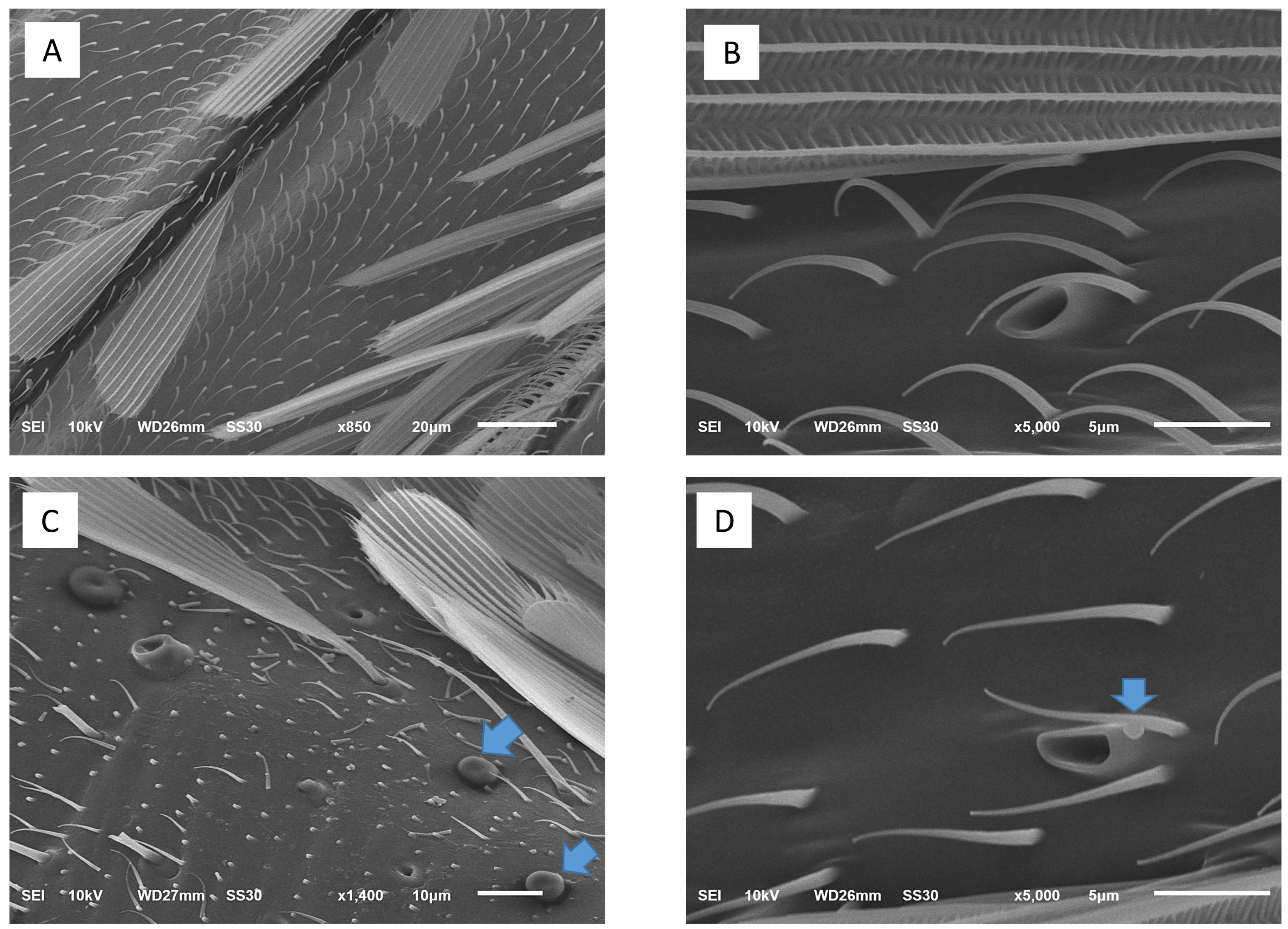 Insects 12 00948 g004