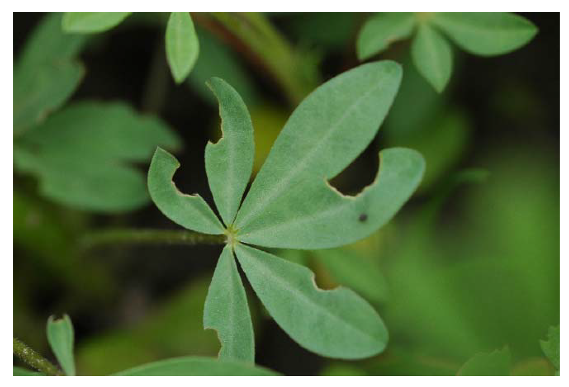 Insects 12 00950 g003 Insects 12 00950 g003