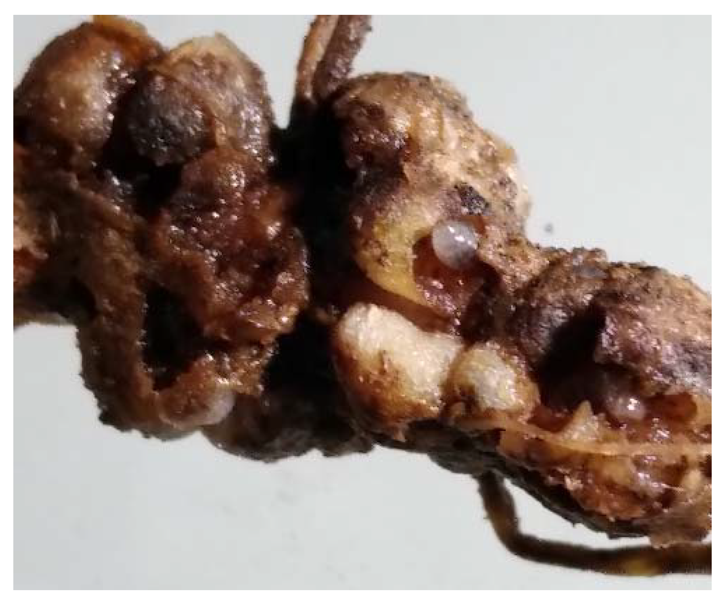 Insects 12 00950 g004 Insects 12 00950 g004