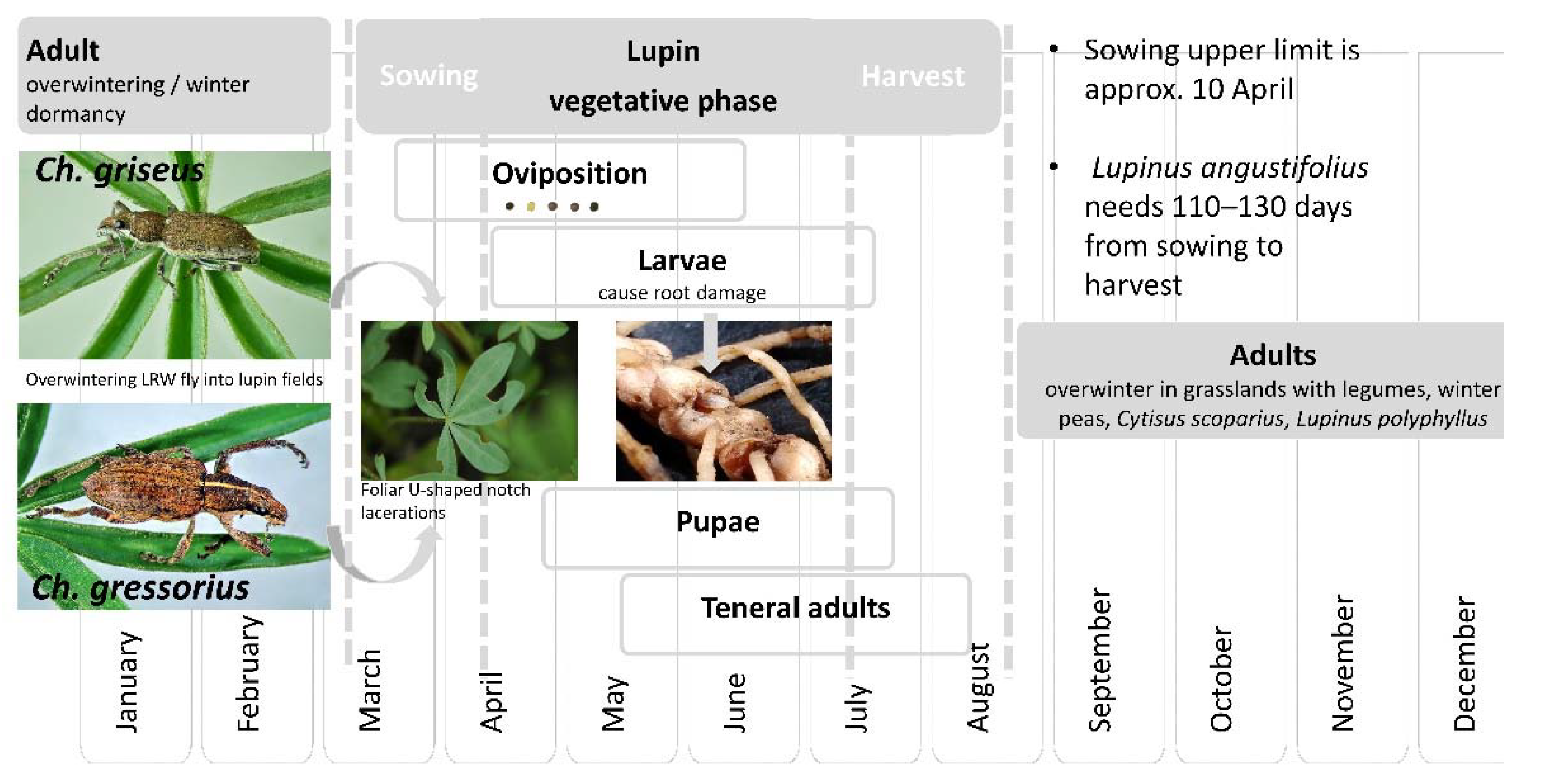 https://www.mdpi.com/insects/insects-12-00950/article_deploy/html/images/insects-12-00950-g005.png