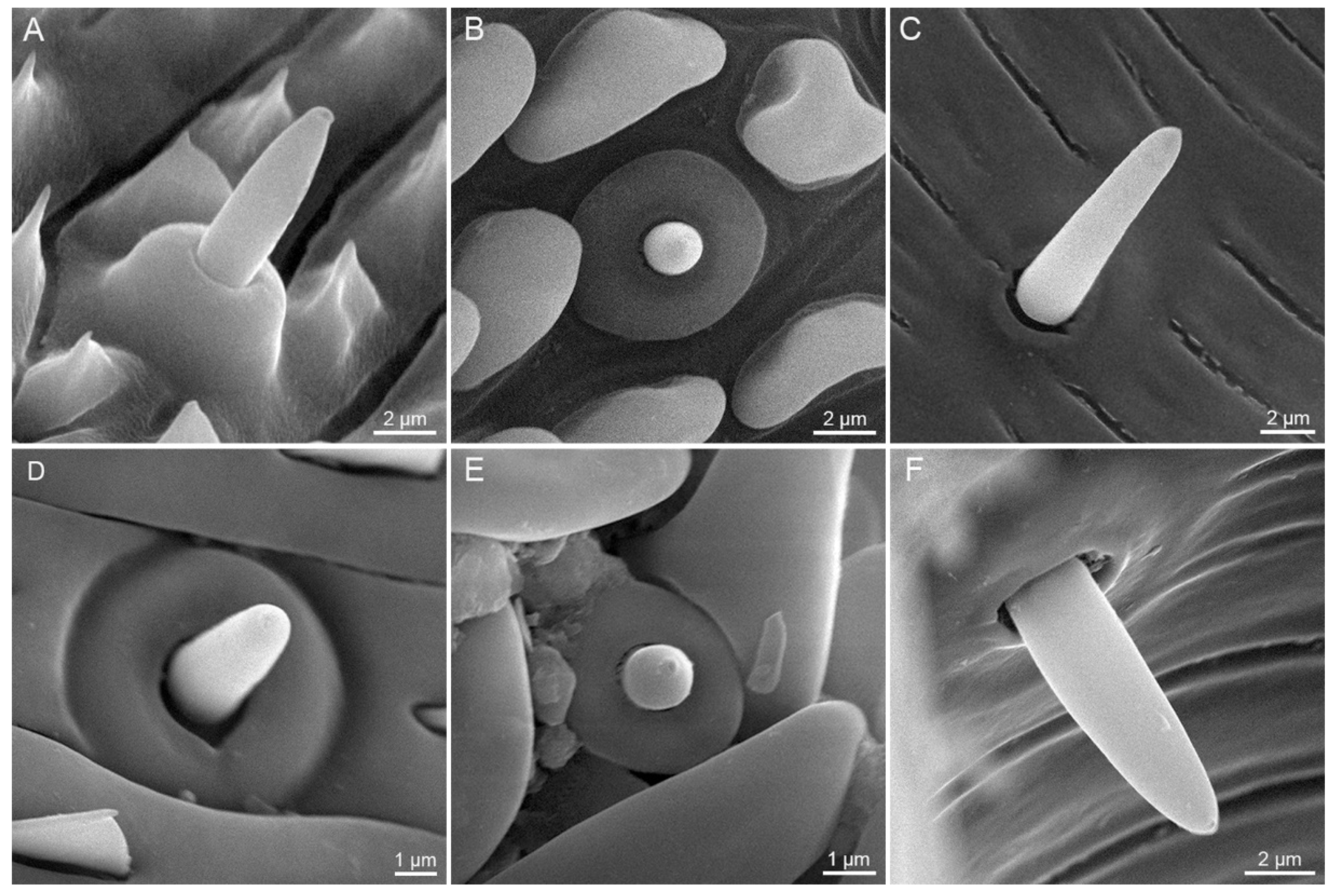 Insects 12 00992 g007