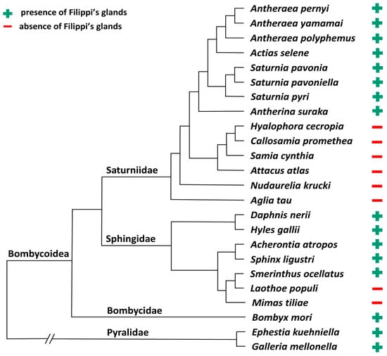 PDF) Phylogenomics resolves major relationships and reveals significant  diversification rate shifts in the evolution of silk moths and relatives