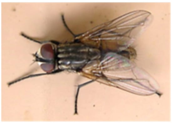 How to kill house flies - two easy ways to trap 'disease carriers' without  chemicals