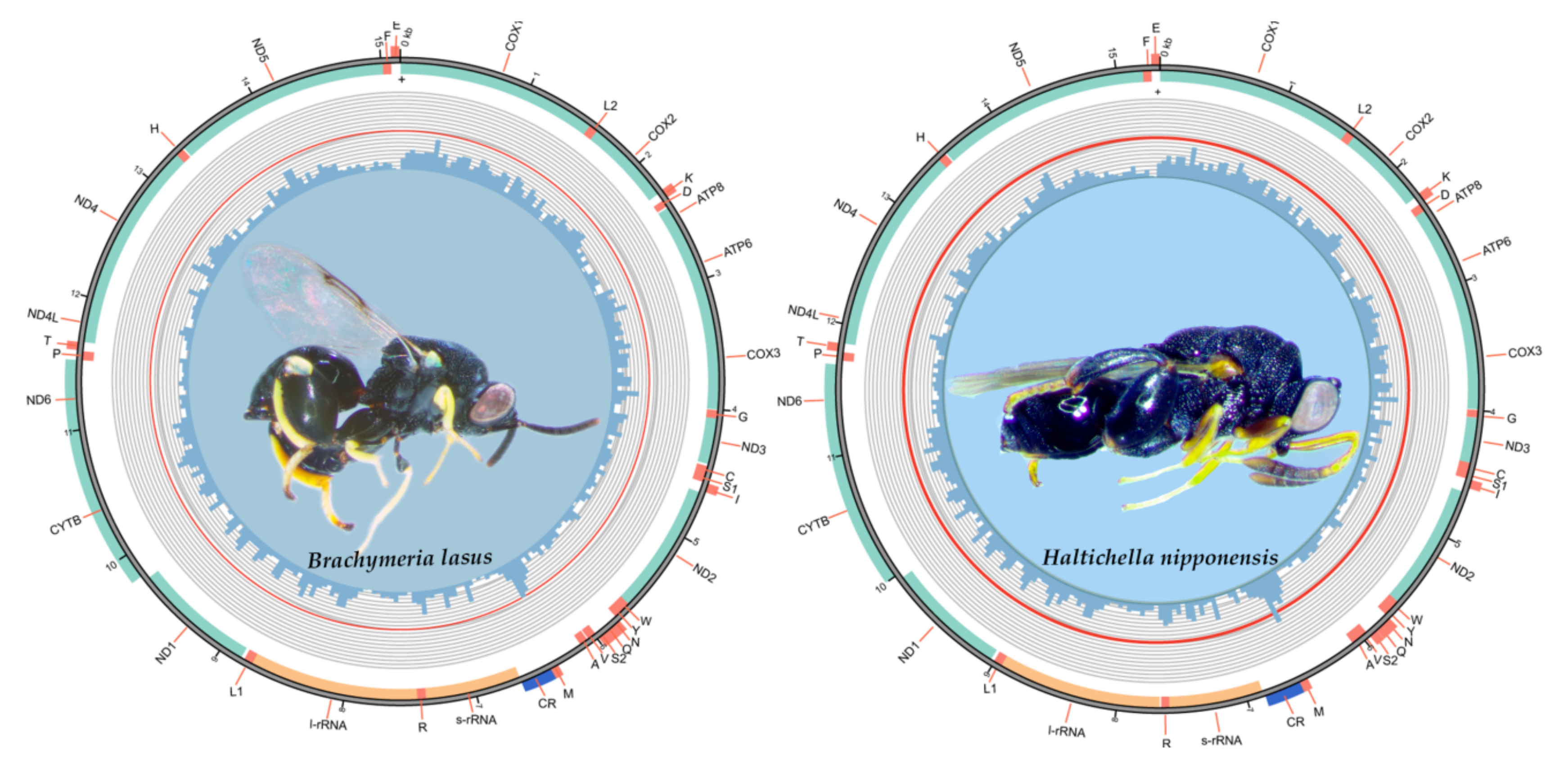 A partial genome assembly of the miniature parasitoid wasp, Megaphragma  amalphitanum