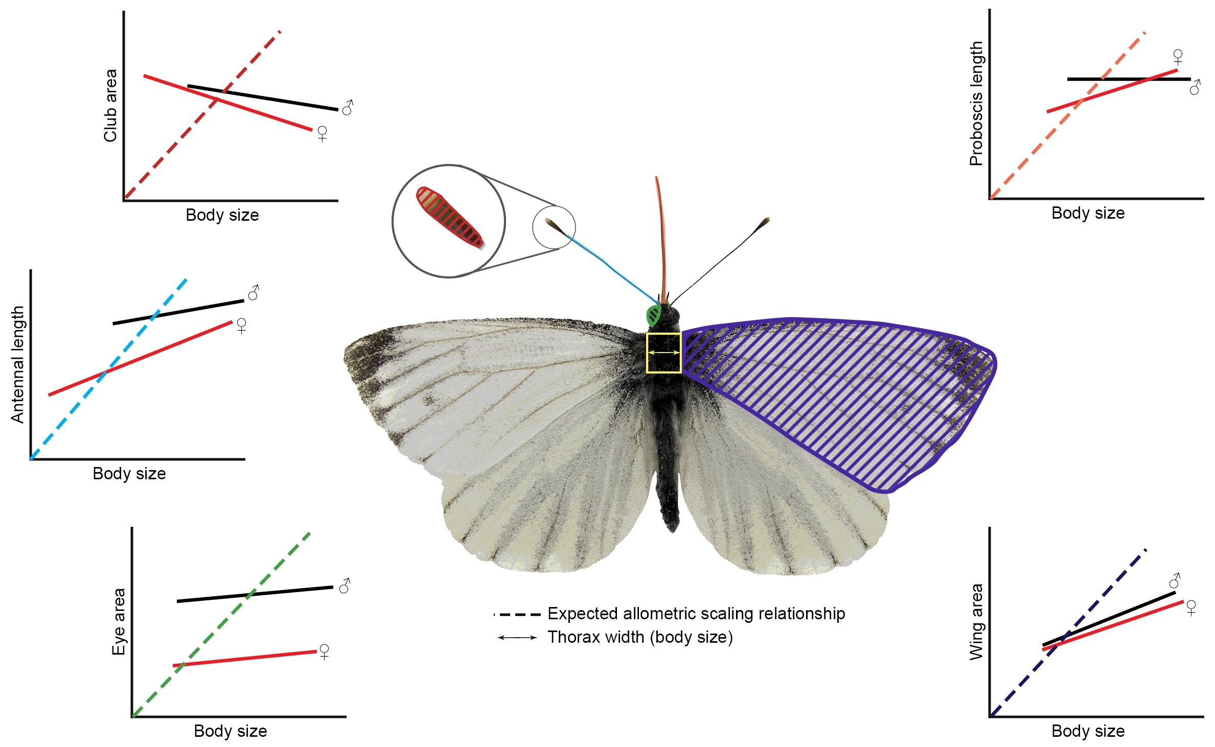 butterfly proboscis diagram