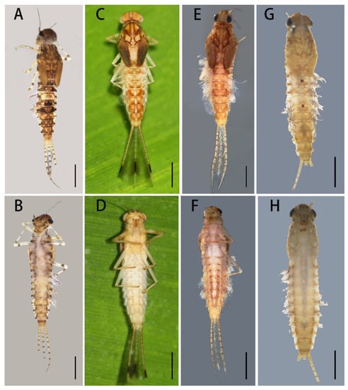 Insects | Free Full-Text | A Review of the Genus Cloeon from