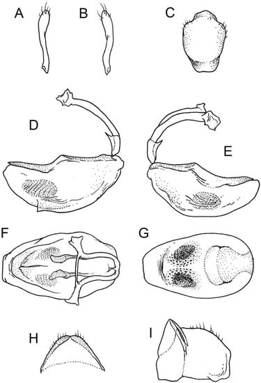 Kinnar Nigro Sex Video - Insects | Free Full-Text | Revision and Phylogenetic Analysis of the Genus  Phonoctonus Stål, 1853 (Heteroptera, Reduviidae, Harpactorinae)