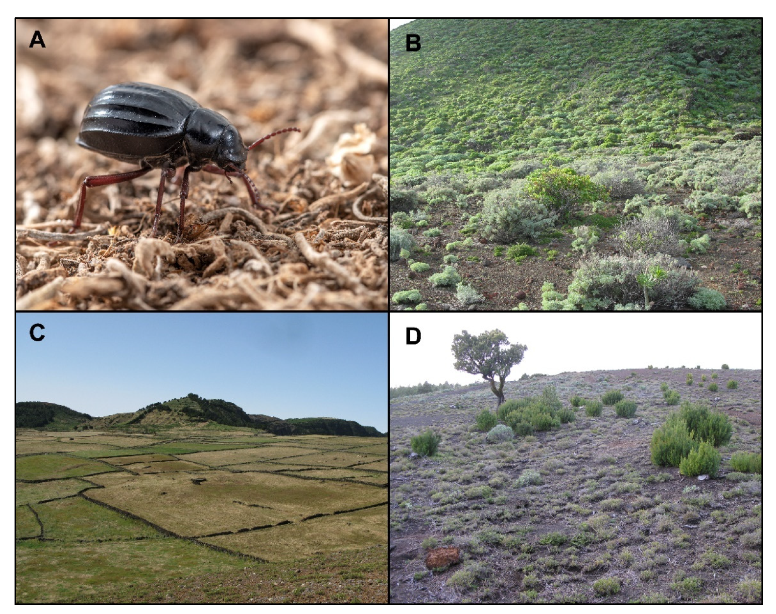 Insects 12 01137 g002