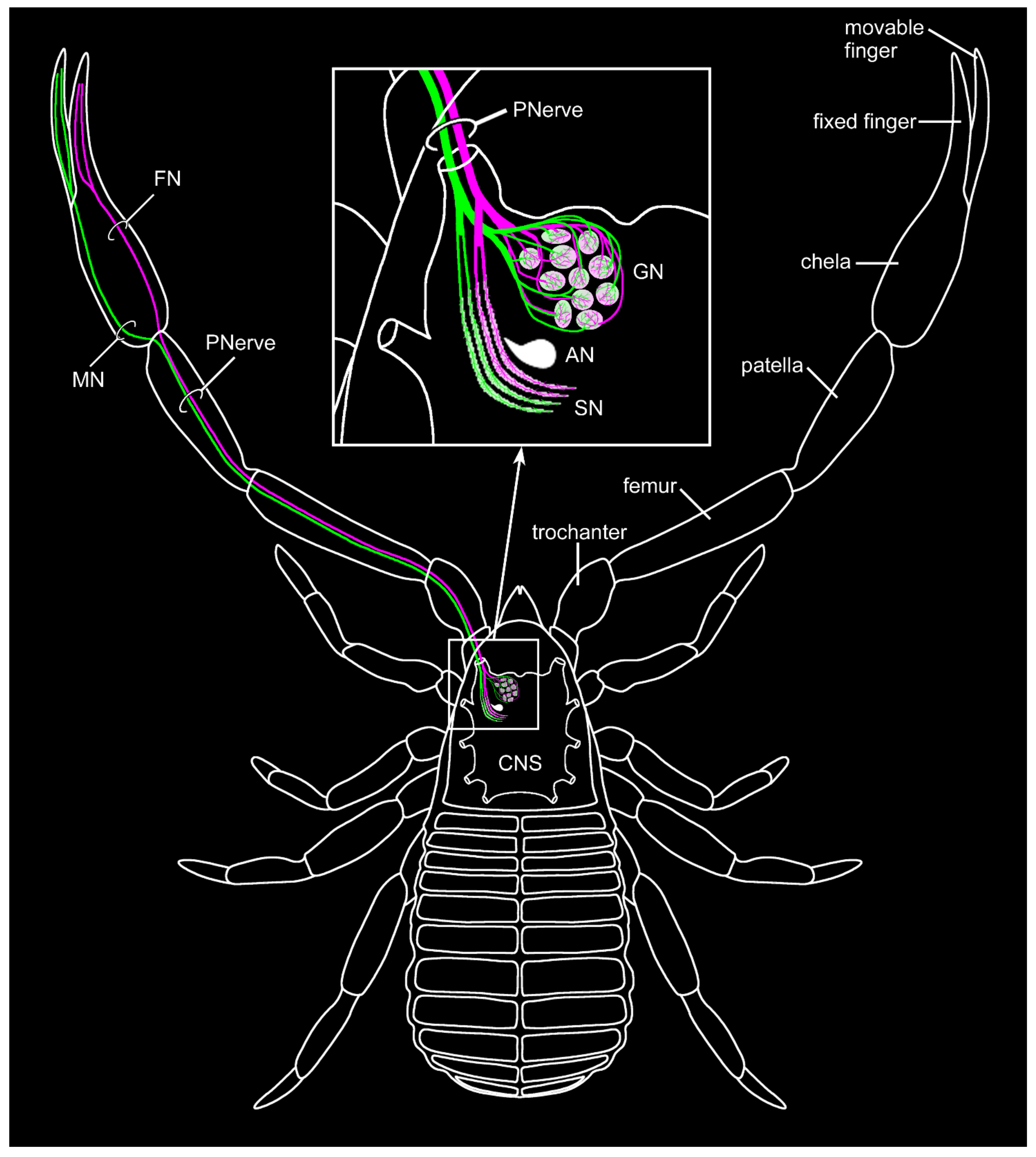 arachnida anatomy