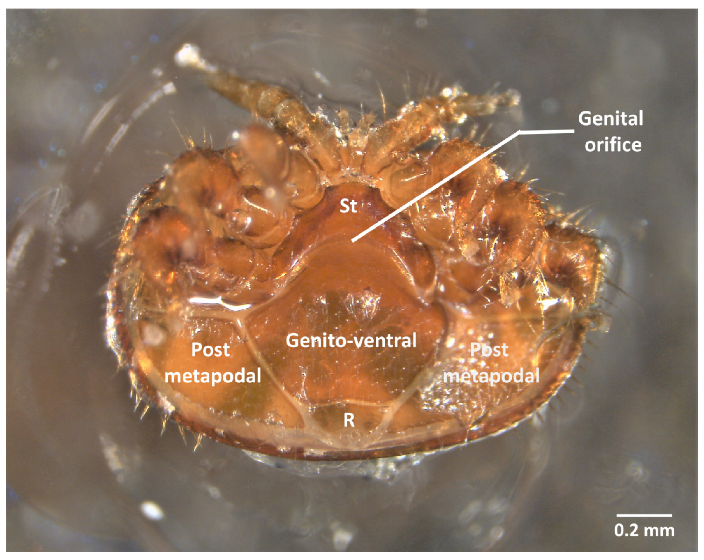 3d model of a microscopic insect-like creature