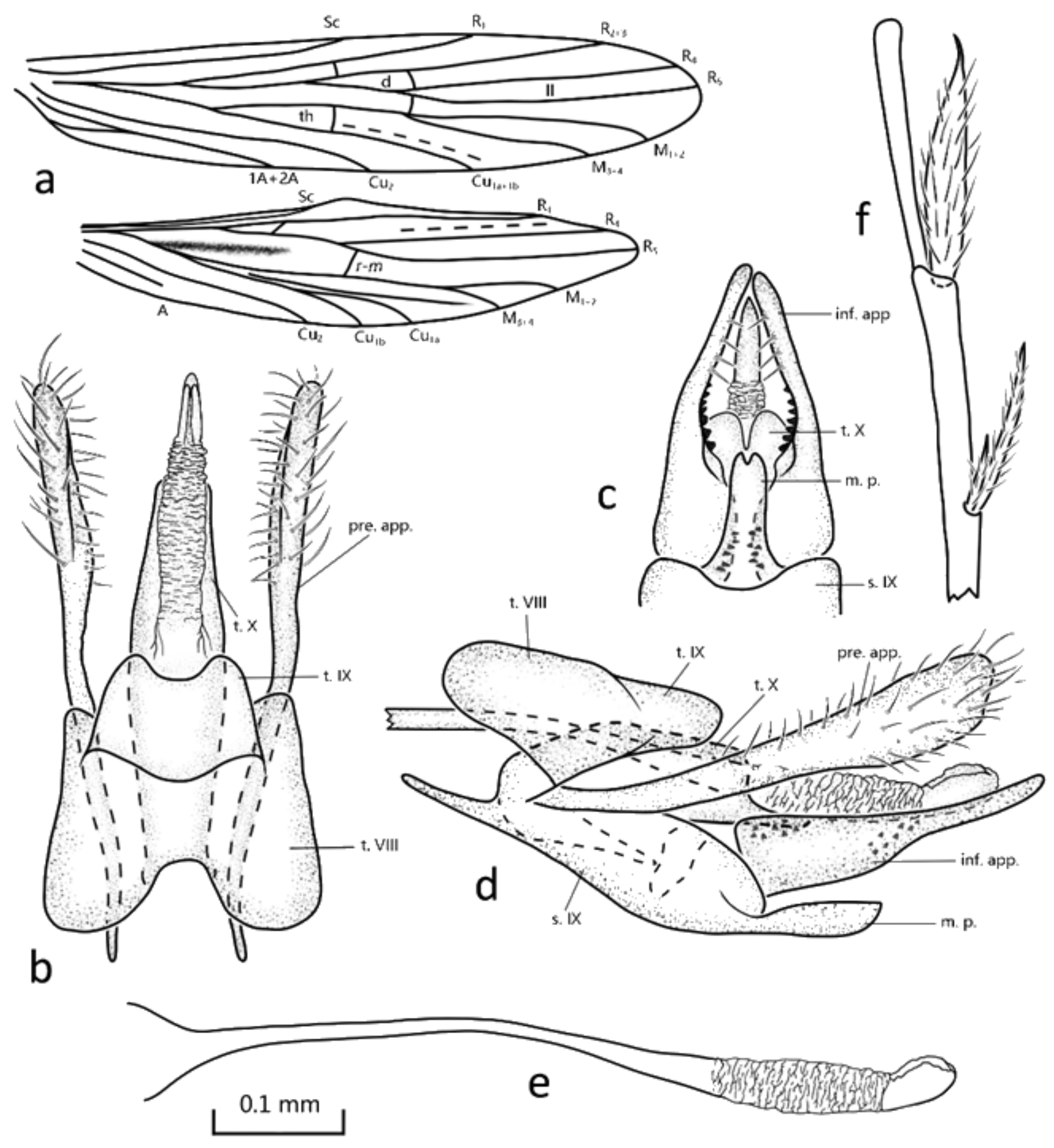 Insects | Free Full-Text | The First Report of the Genera Abaria and  Drepanocentron (Trichoptera: Xiphocentronidae) from China, with  Descriptions of Two New Species | HTML