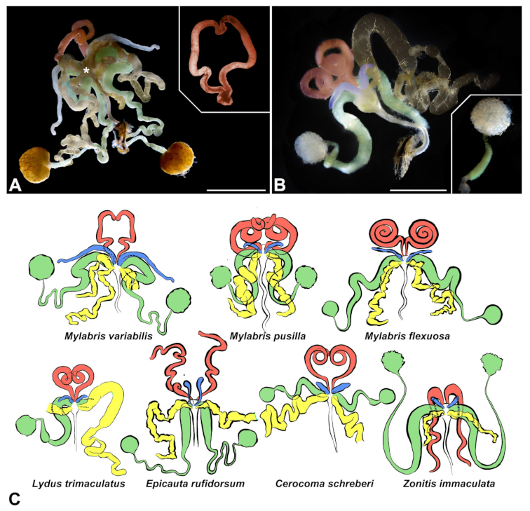 Insects 13 00132 g002 Insects 13 00132 g002