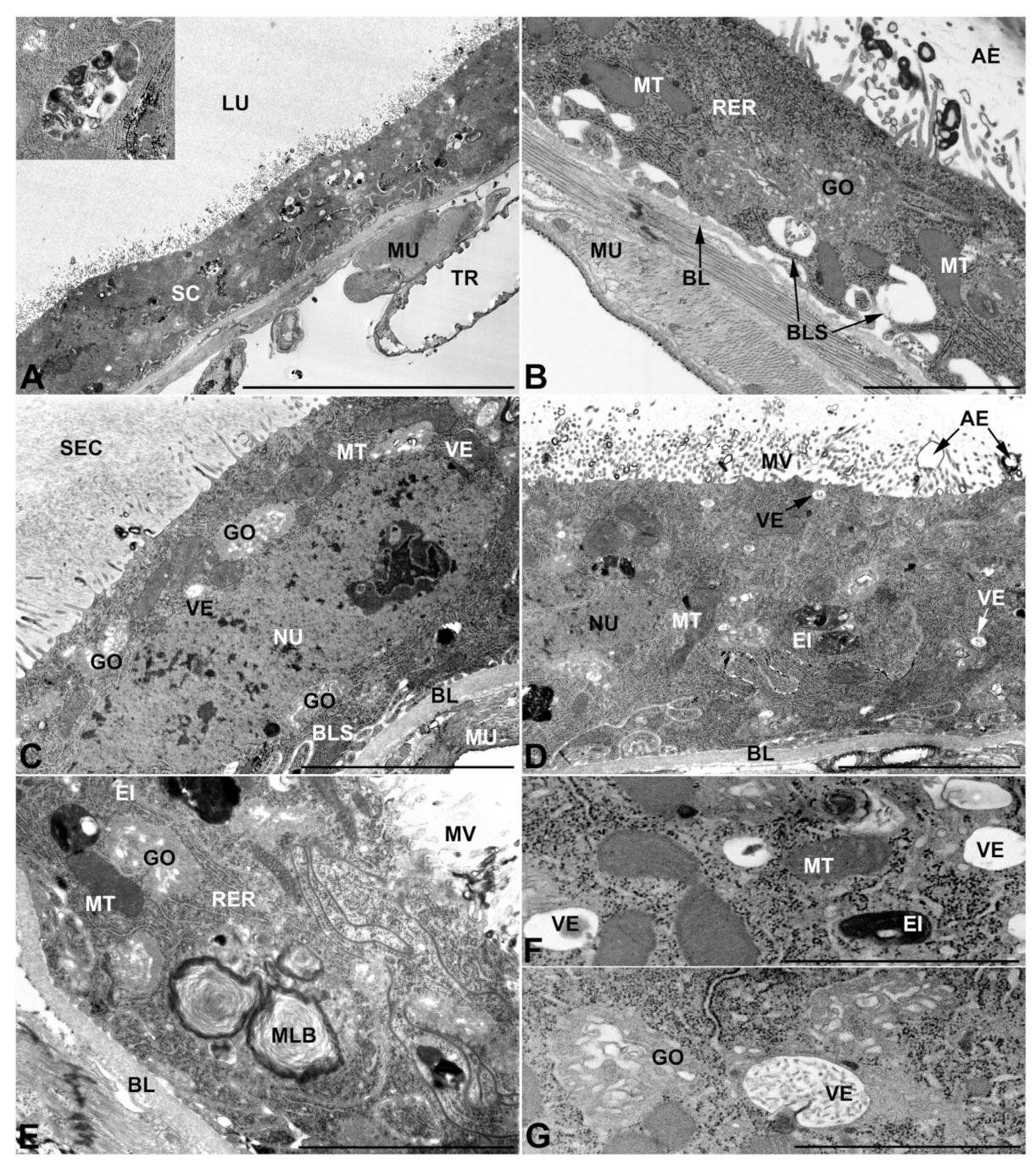 Insects 13 00132 g005 Insects 13 00132 g005