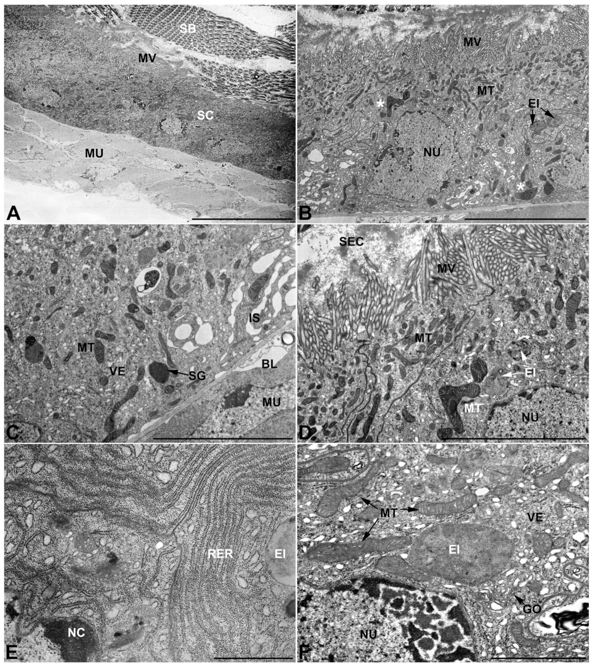 Insects 13 00132 g006 Insects 13 00132 g006