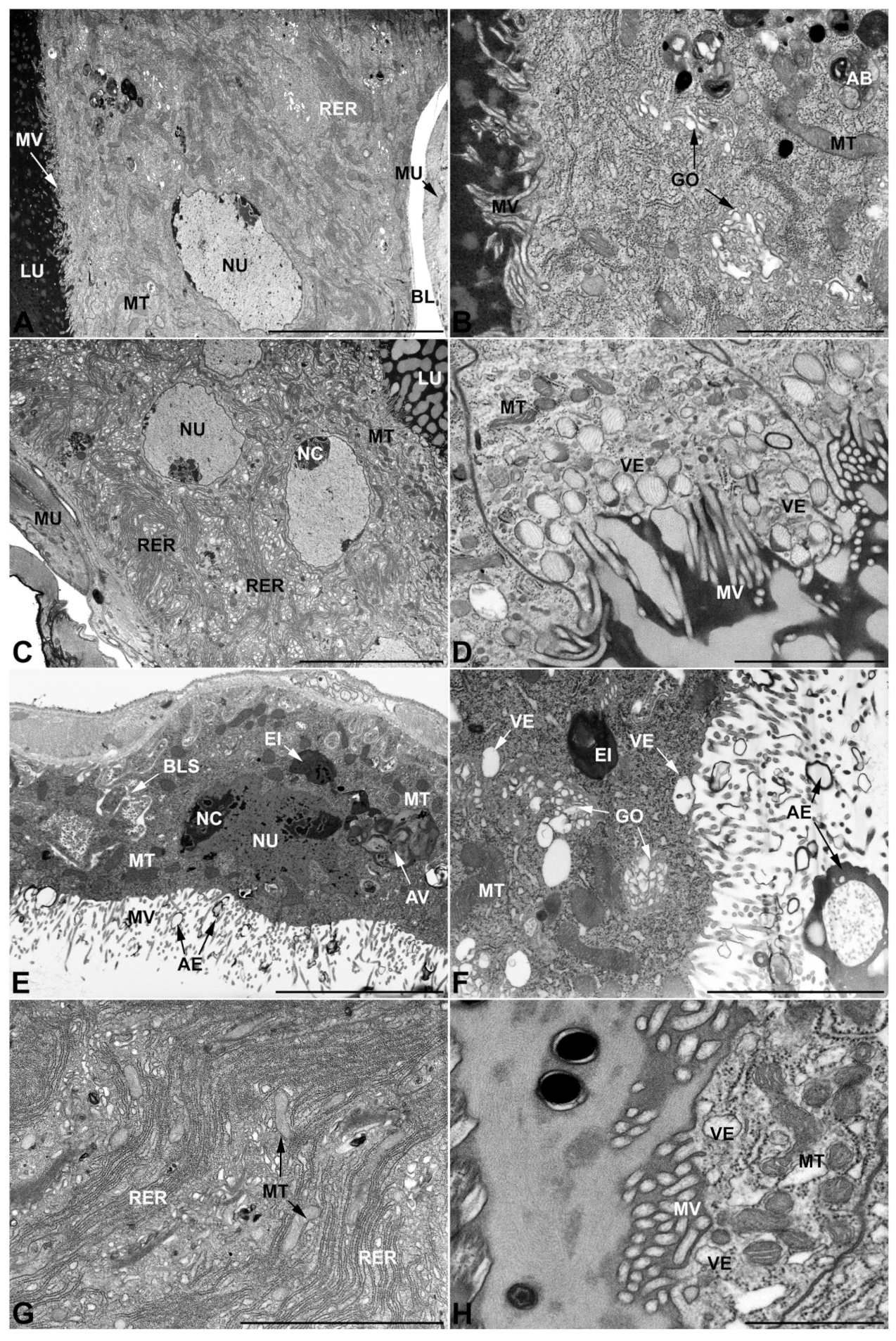 Insects 13 00132 g007 Insects 13 00132 g007