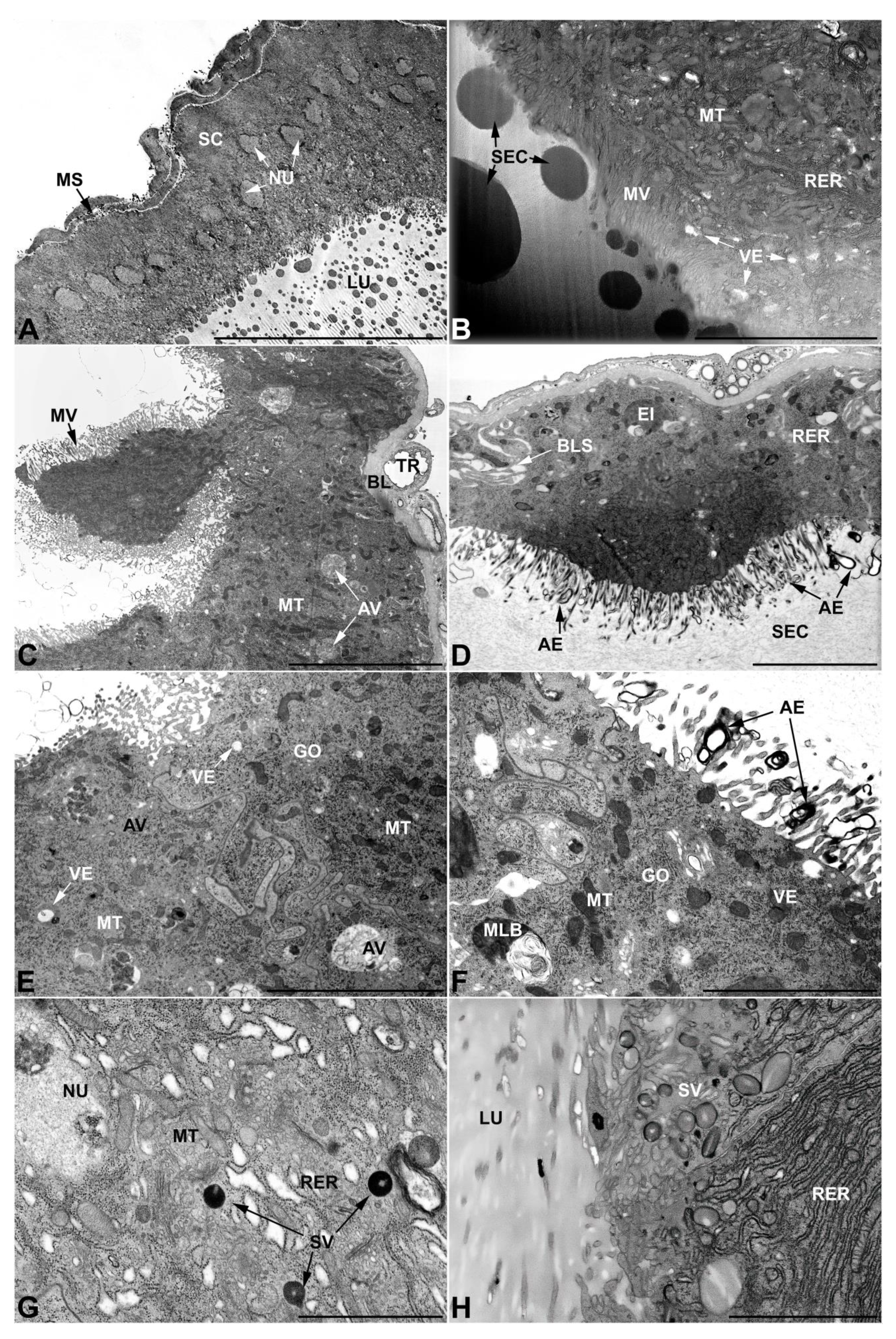 Insects 13 00132 g009 Insects 13 00132 g009