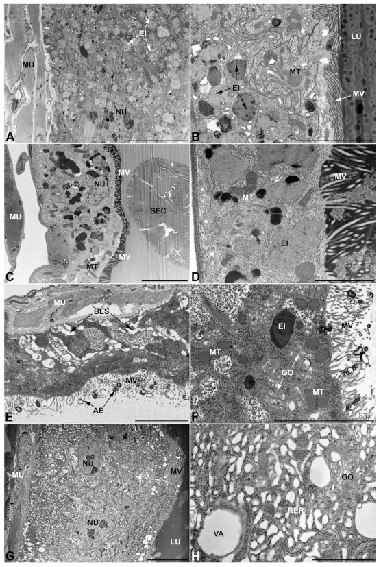 Insects 13 00132 g010 Insects 13 00132 g010