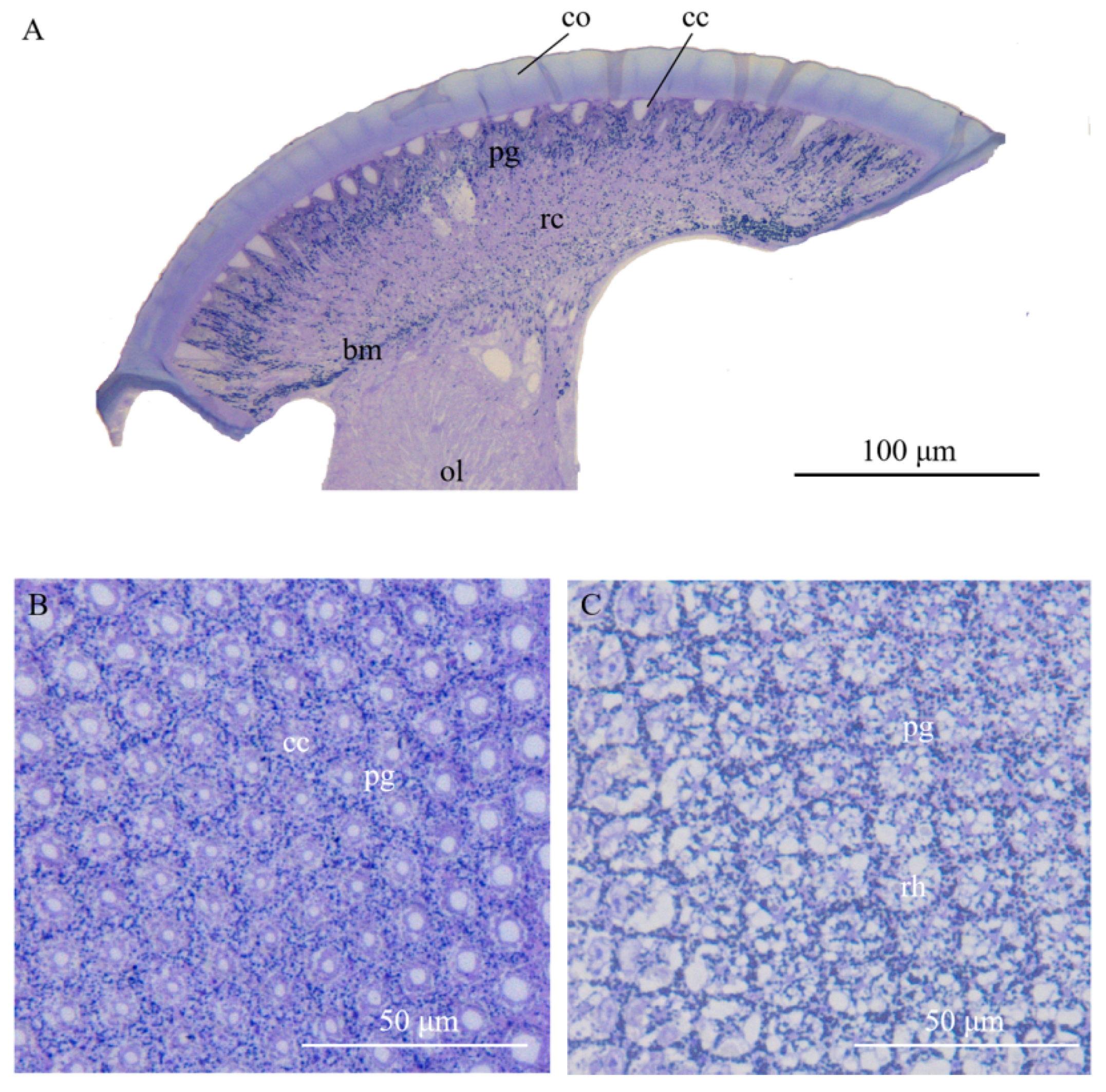 Insects 13 00152 g002