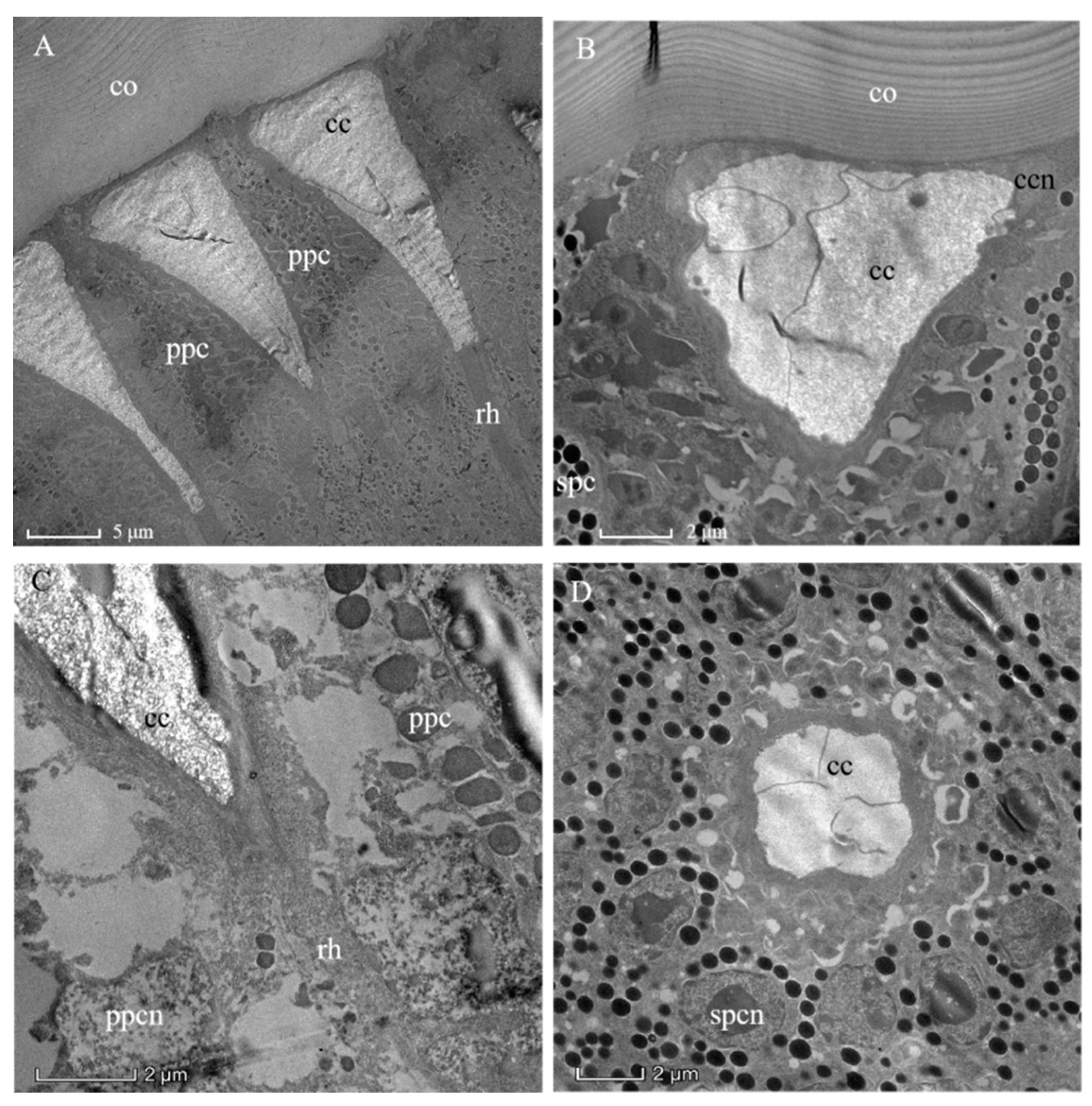 Insects 13 00152 g003