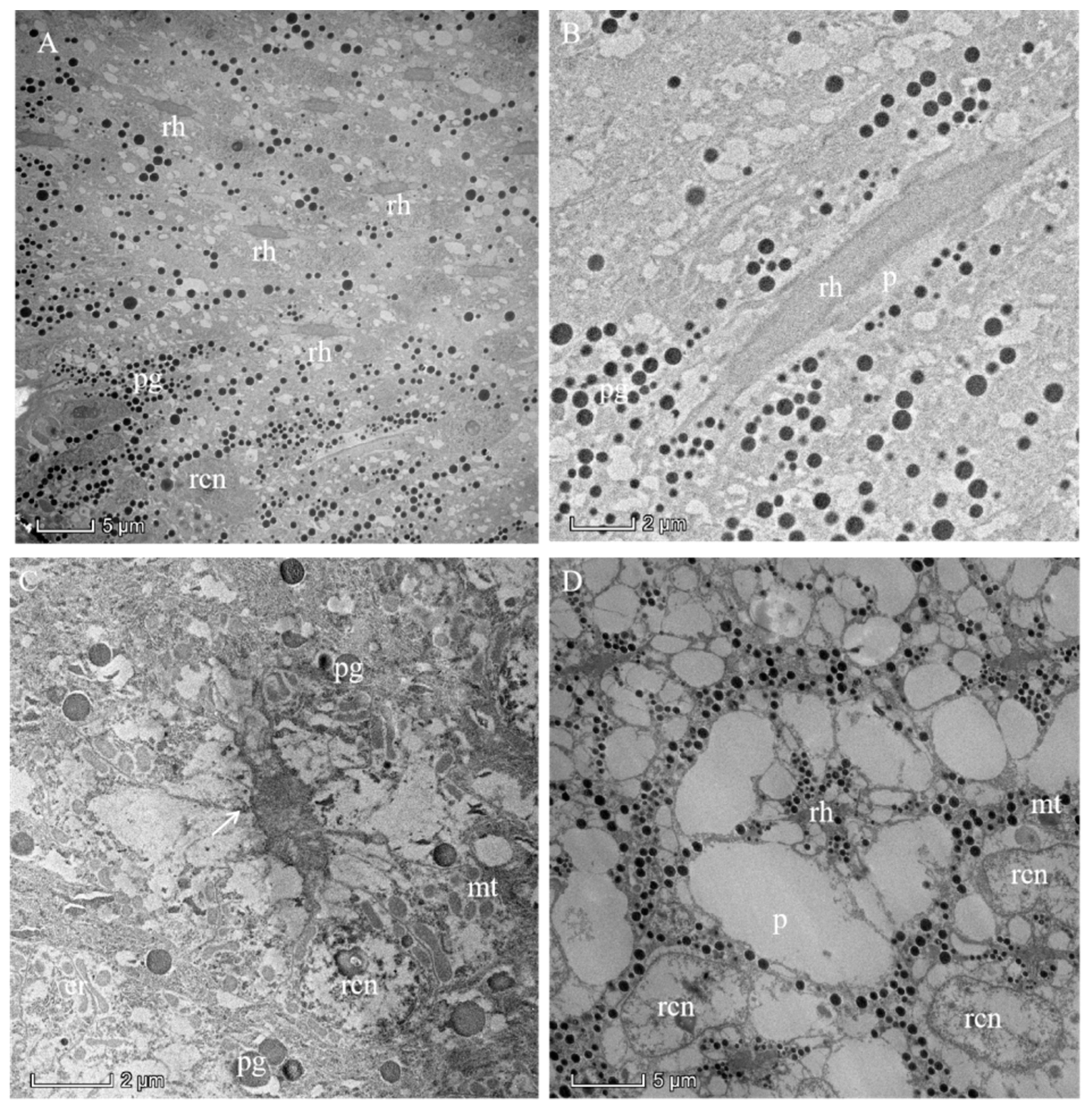 Insects 13 00152 g005