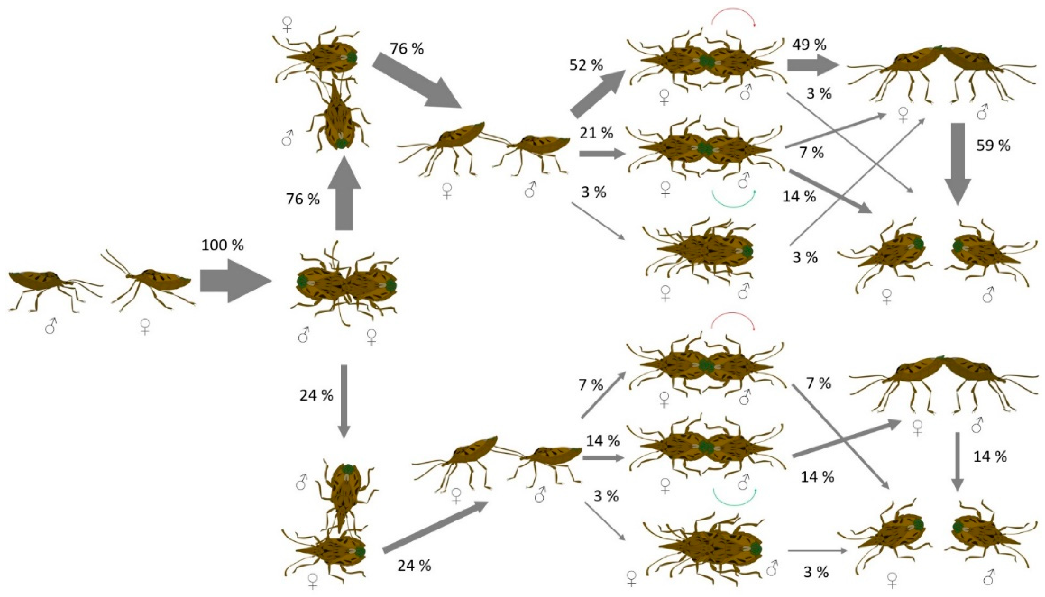 Insects | Free Full-Text | Lateralization of Courtship Traits