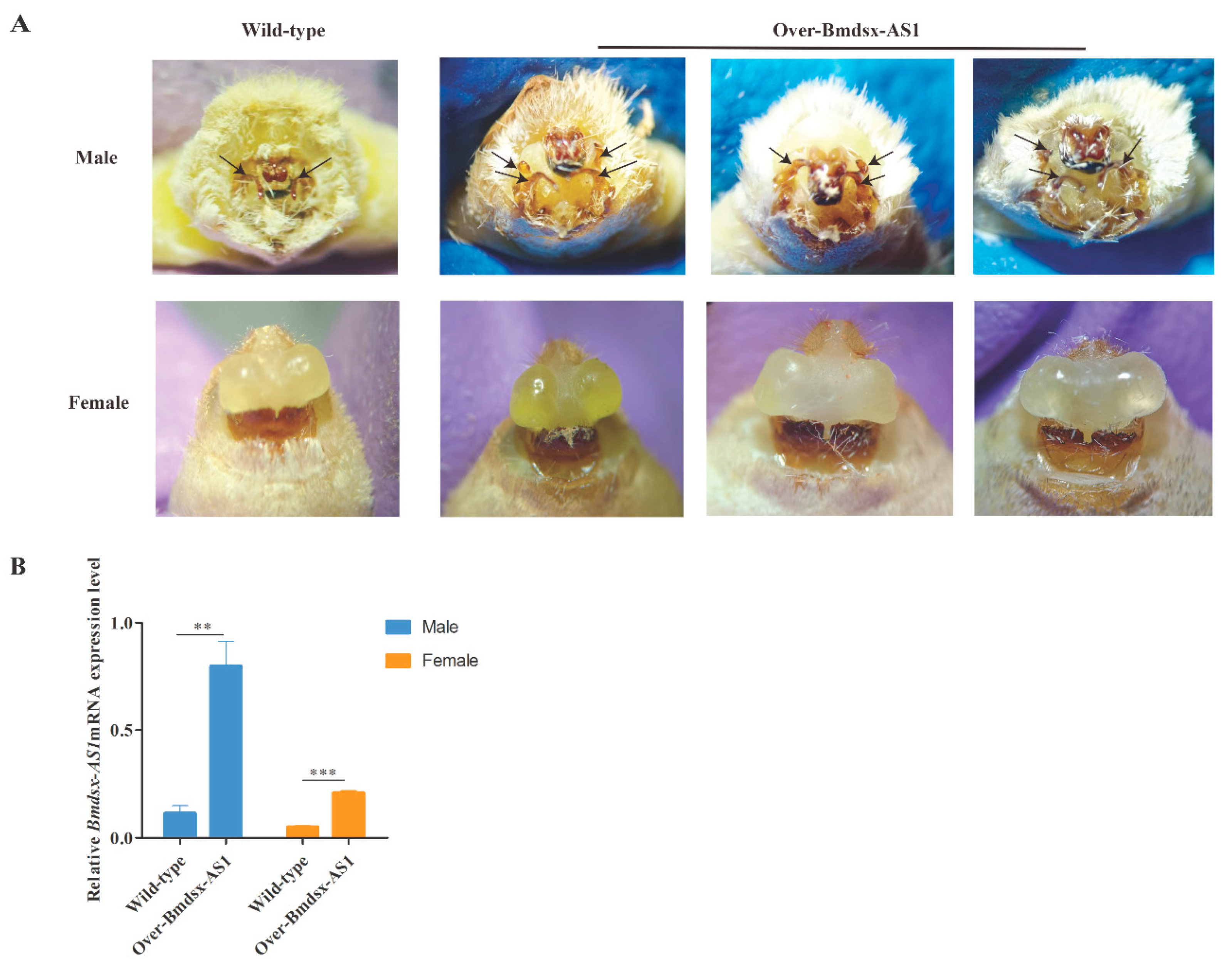 Insects 13 00188 g002 Insects 13 00188 g002