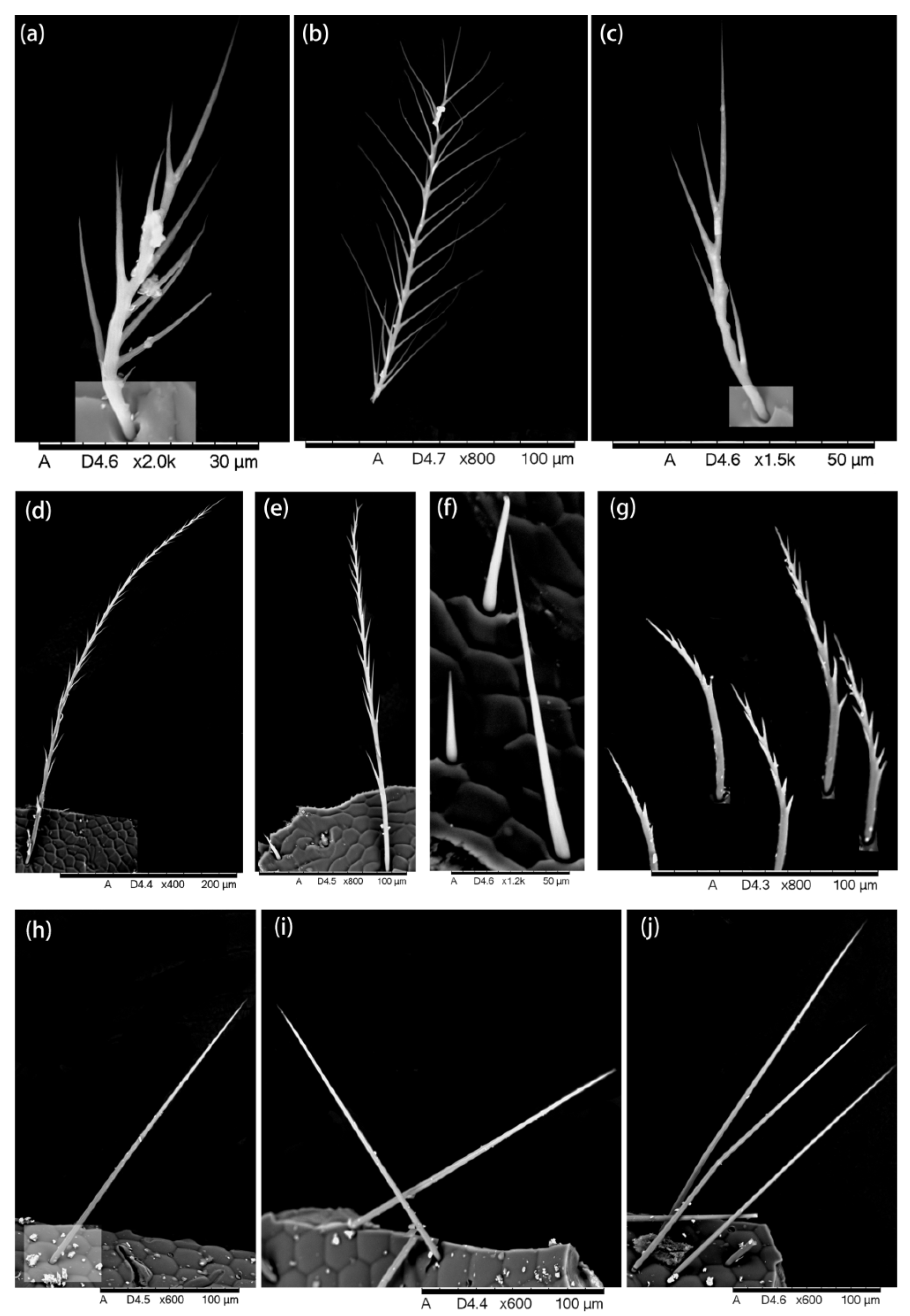 Insects 13 00189 g002 Insects 13 00189 g002