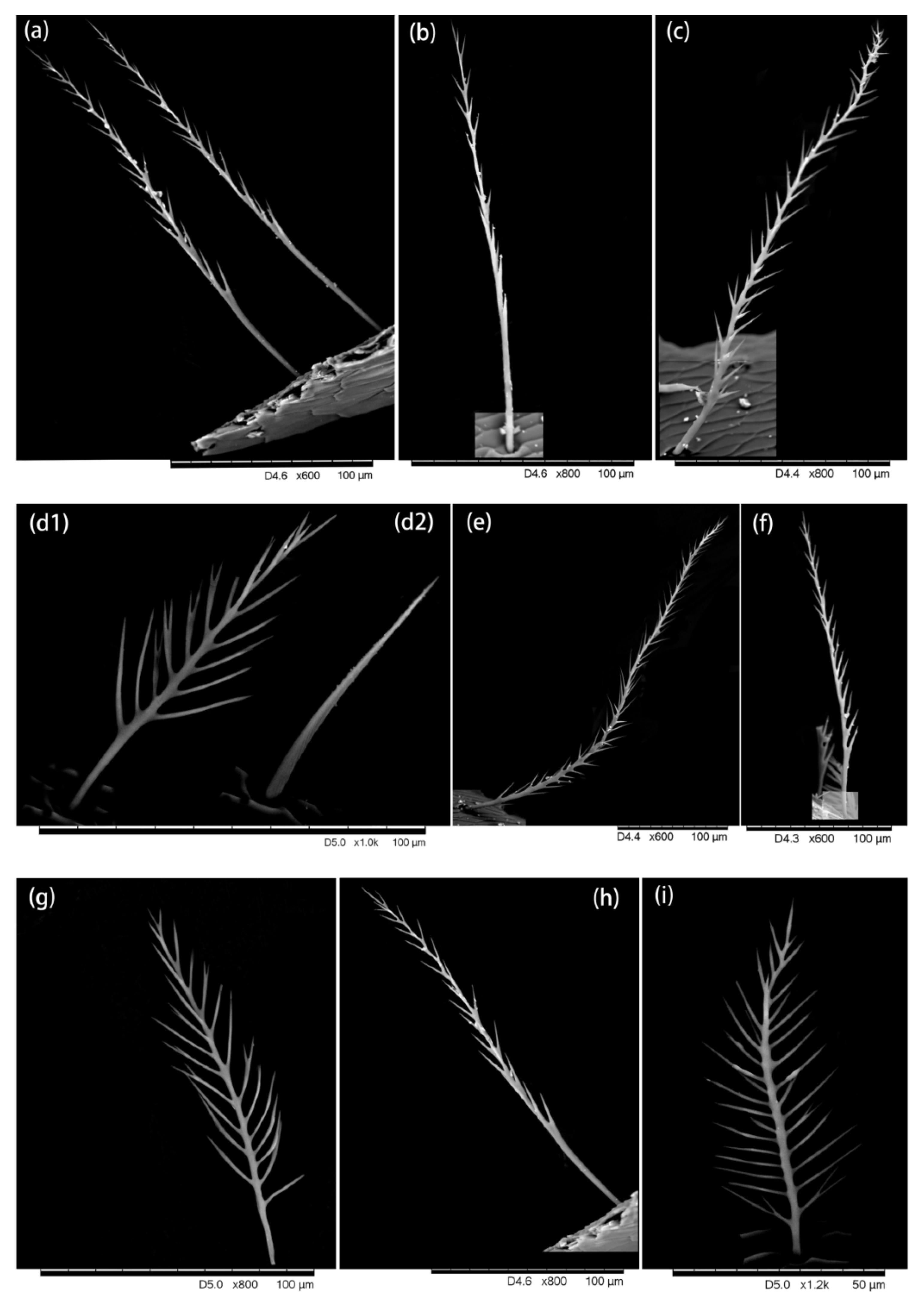Insects 13 00189 g004 Insects 13 00189 g004