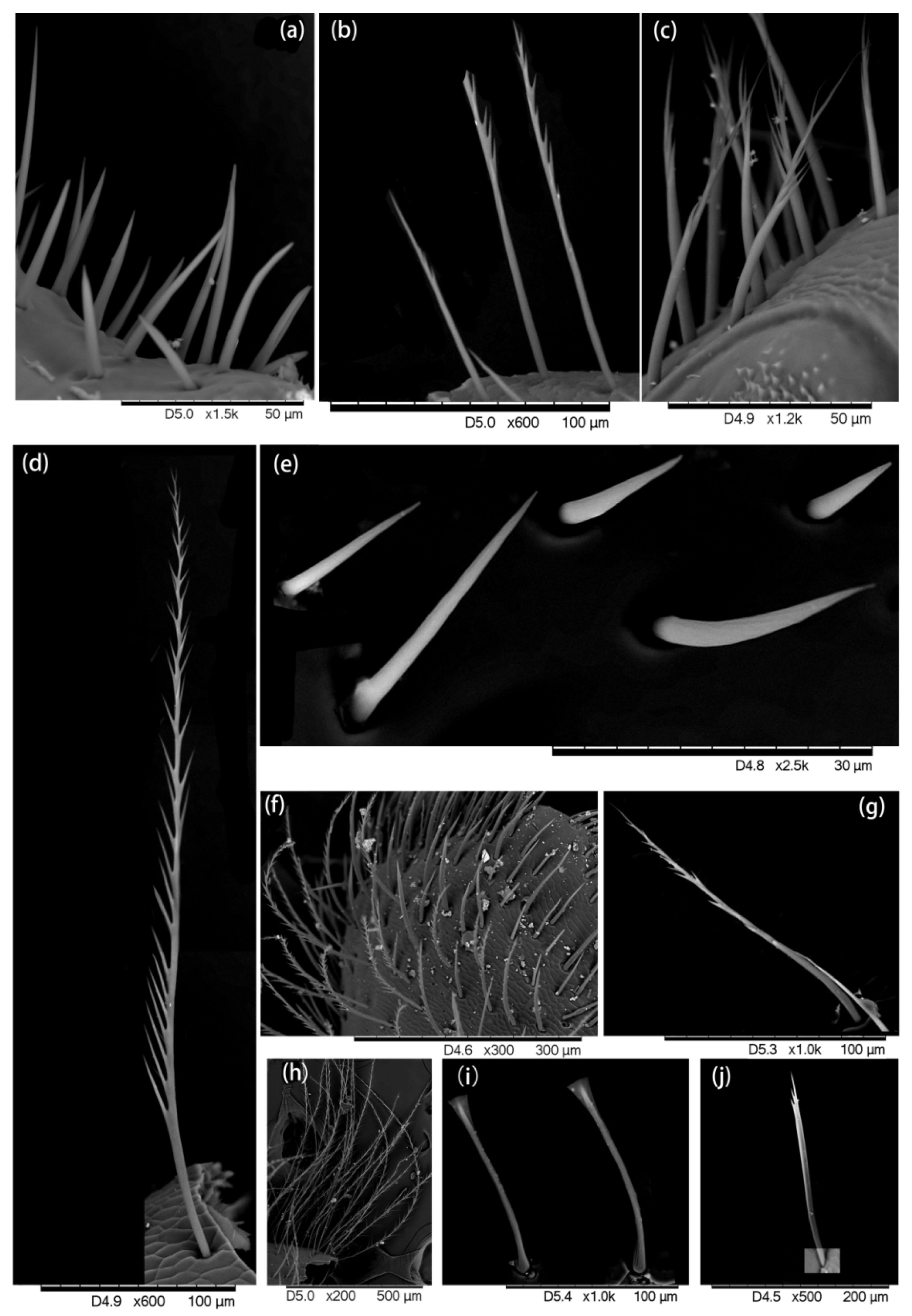 Insects 13 00189 g005 Insects 13 00189 g005