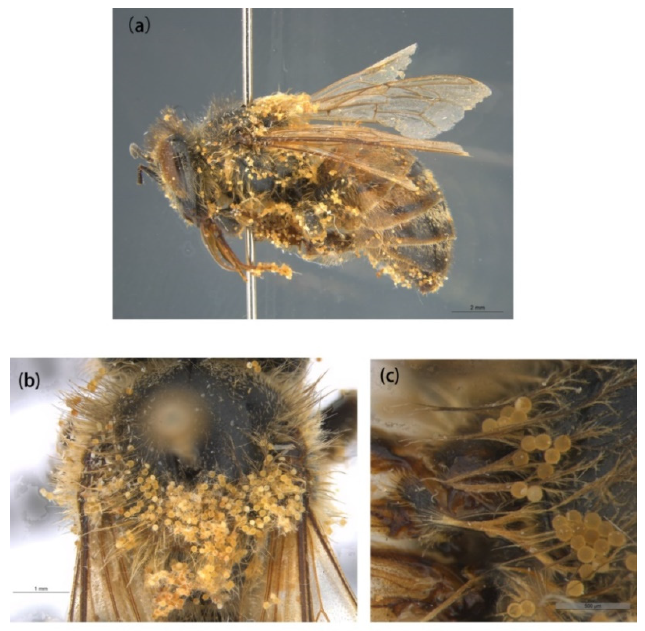 Insects 13 00189 g007 Insects 13 00189 g007