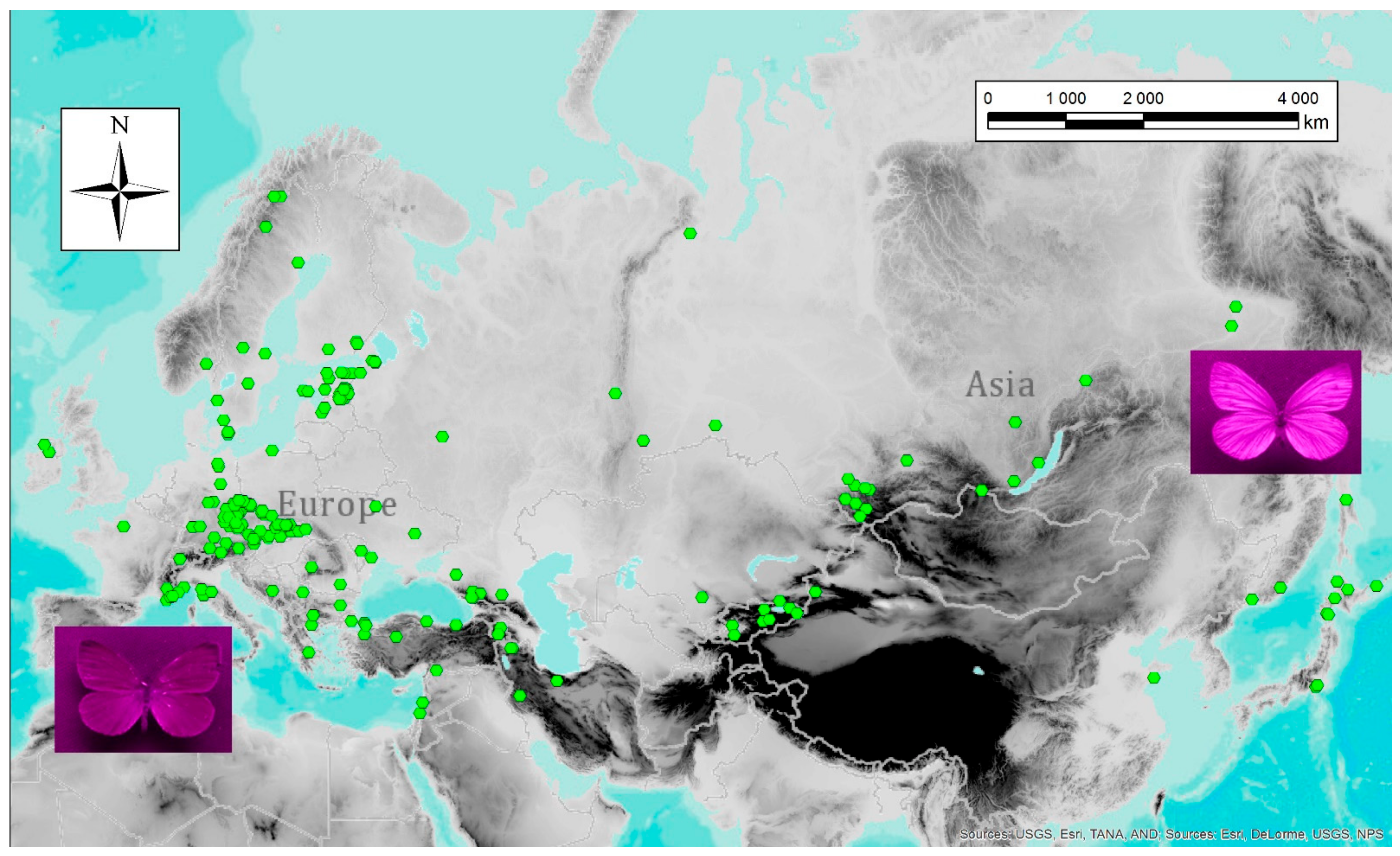 White butterflies as solar photovoltaic concentrators