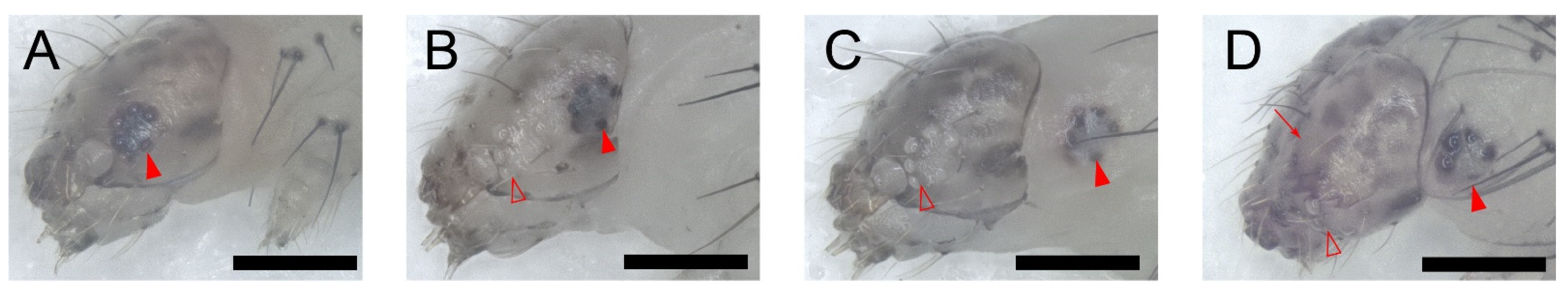 Insects 13 00289 g002