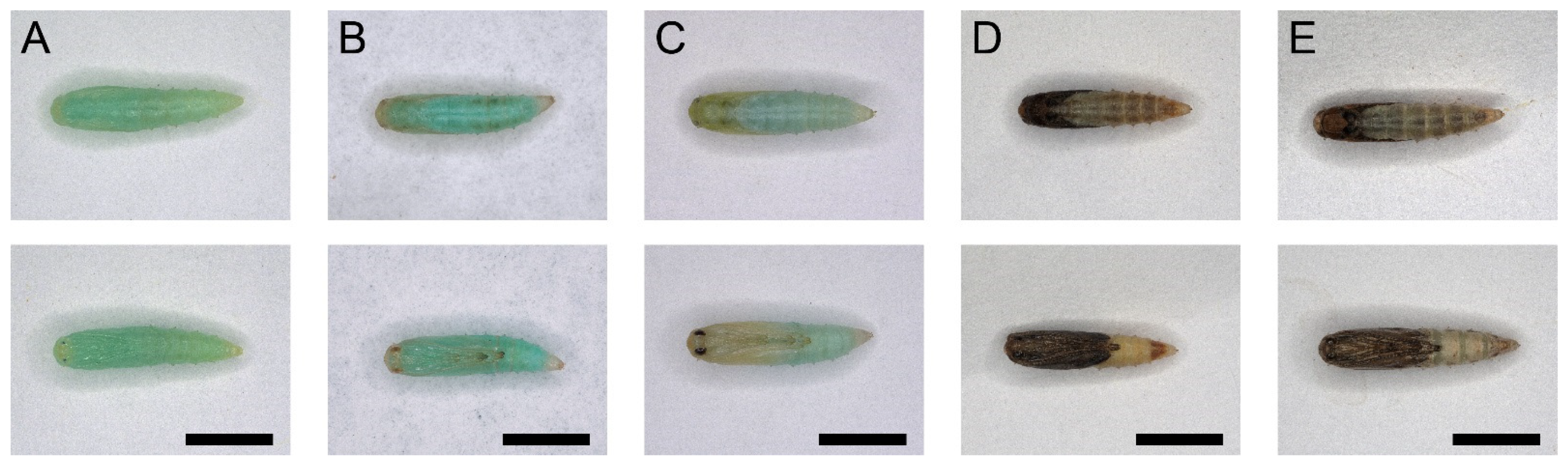 Insects 13 00289 g004