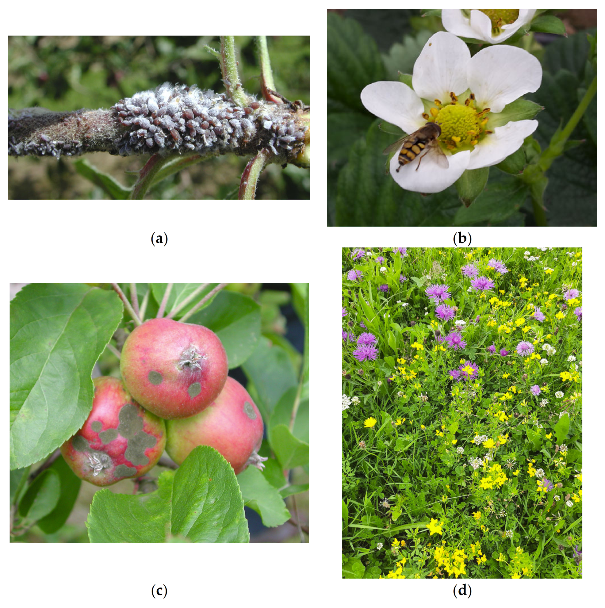 Insects | Free Full-Text | Impacts of Wildflower Interventions on 