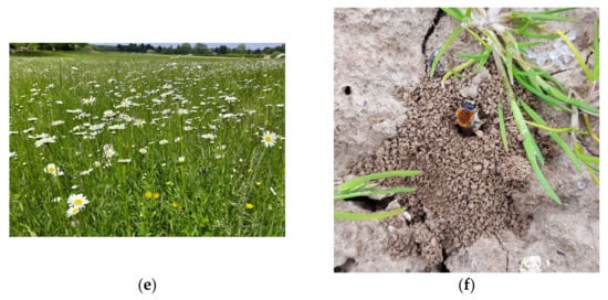 Insects | Free Full-Text | Impacts of Wildflower Interventions on