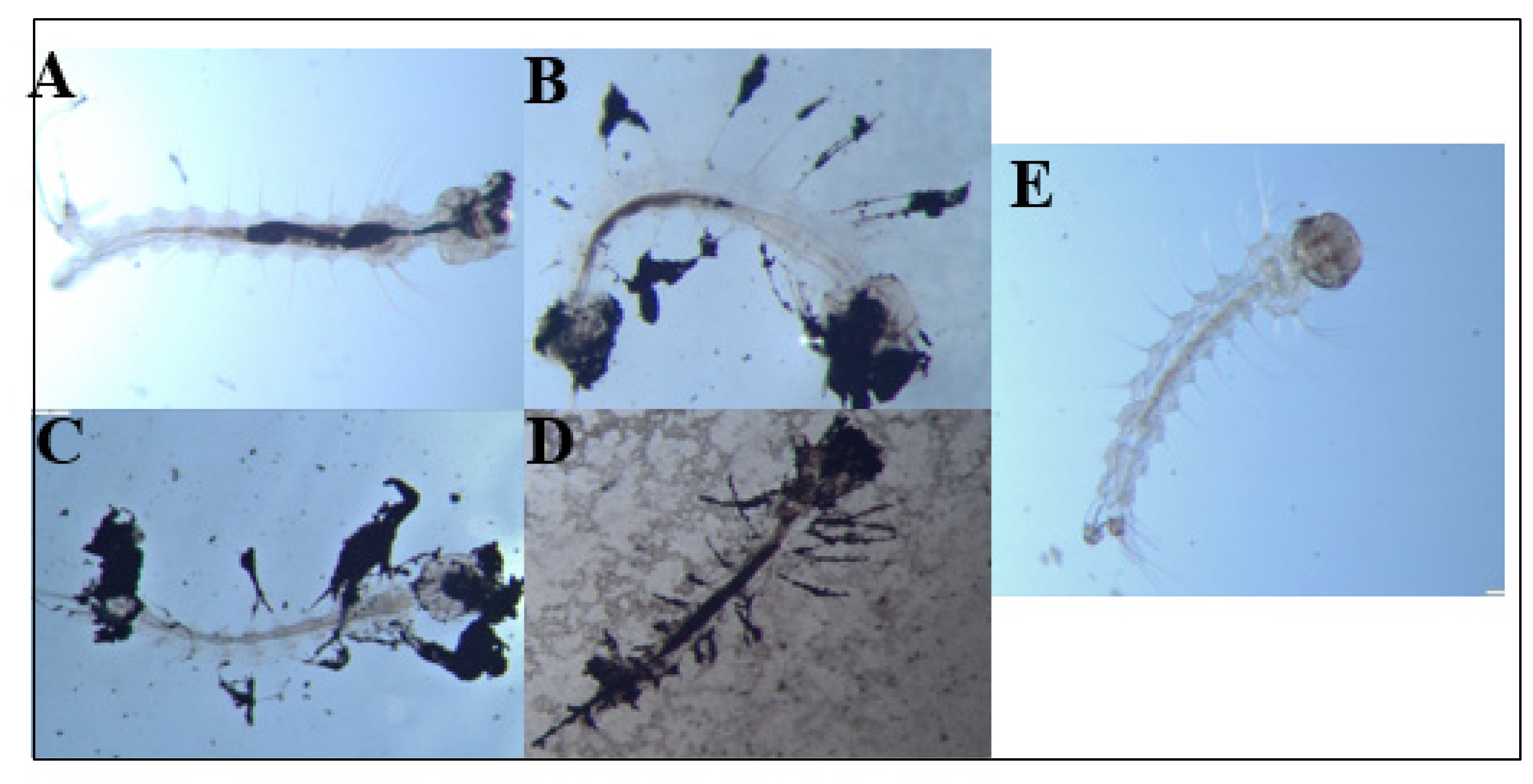 Insects 13 00307 g004