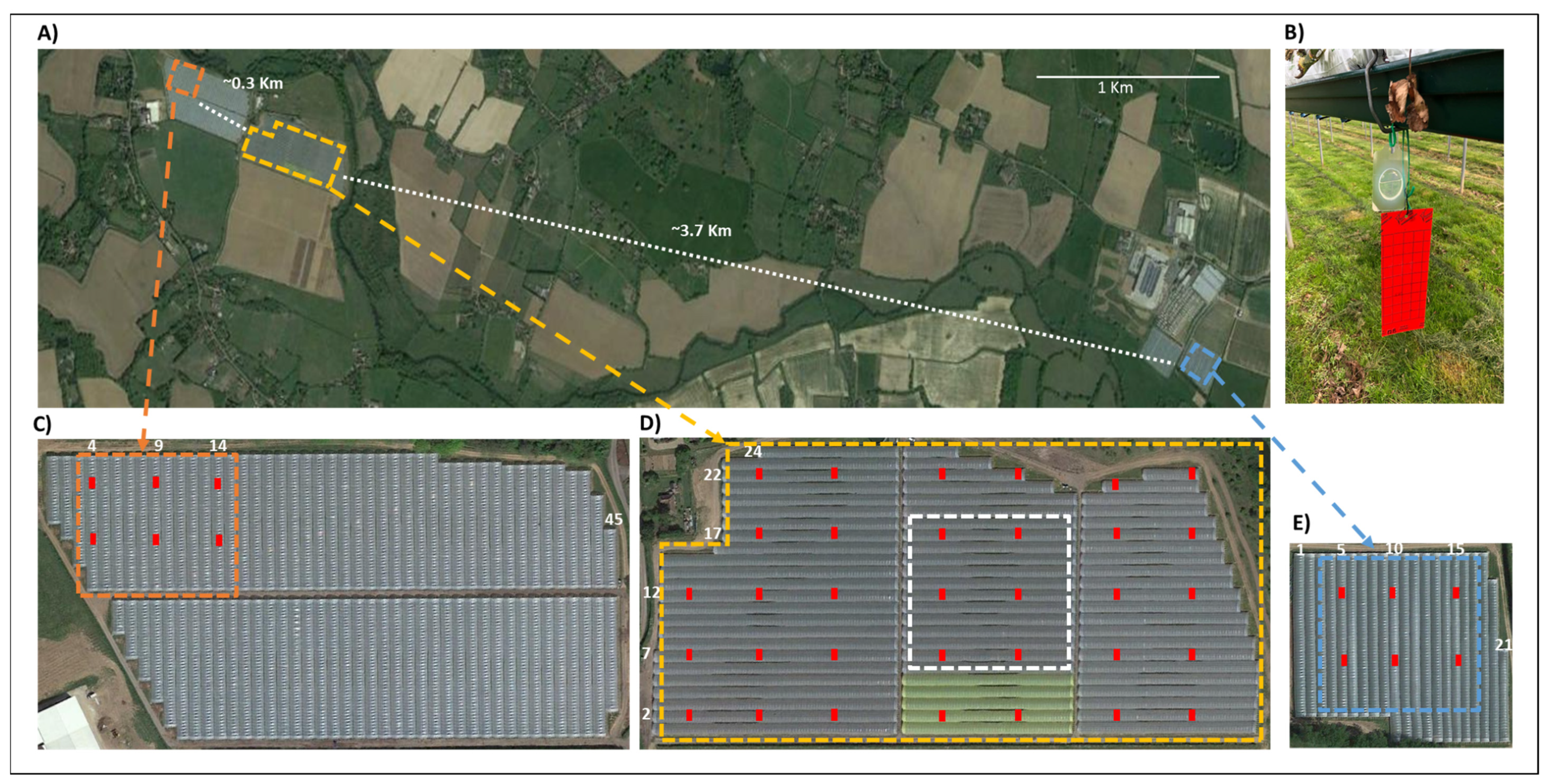 Arable Acres Sticky Insect Traps