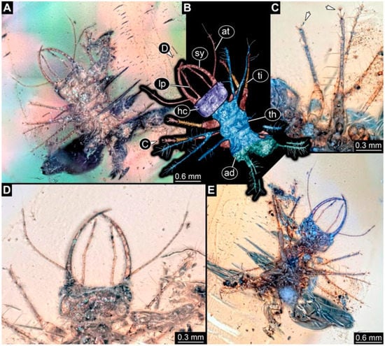 High niche diversity in Mesozoic pollinating lacewings