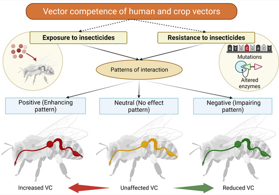 Insects | Free Full-Text | Assessing the Impact of Insecticide Resistance  on Vector Competence: A Review | HTML