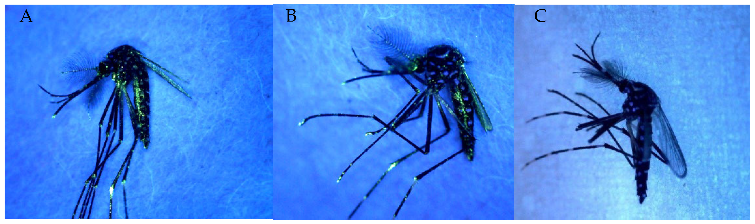 Insects | Free Full-Text | Effectiveness of a New Self-Marking Technique in  Aedes aegypti under Laboratory Conditions | HTML